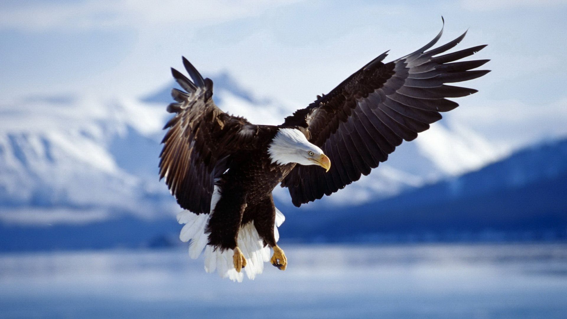 Bald Eagle Wallpapers