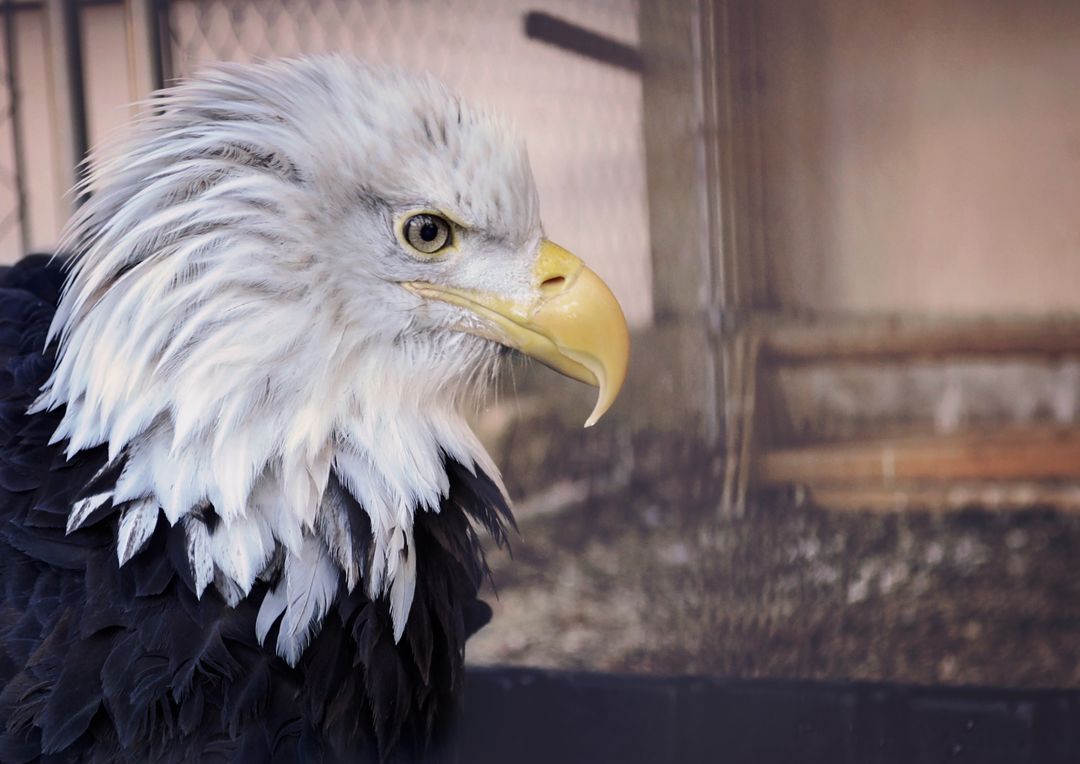 Bald Eagle Wallpapers