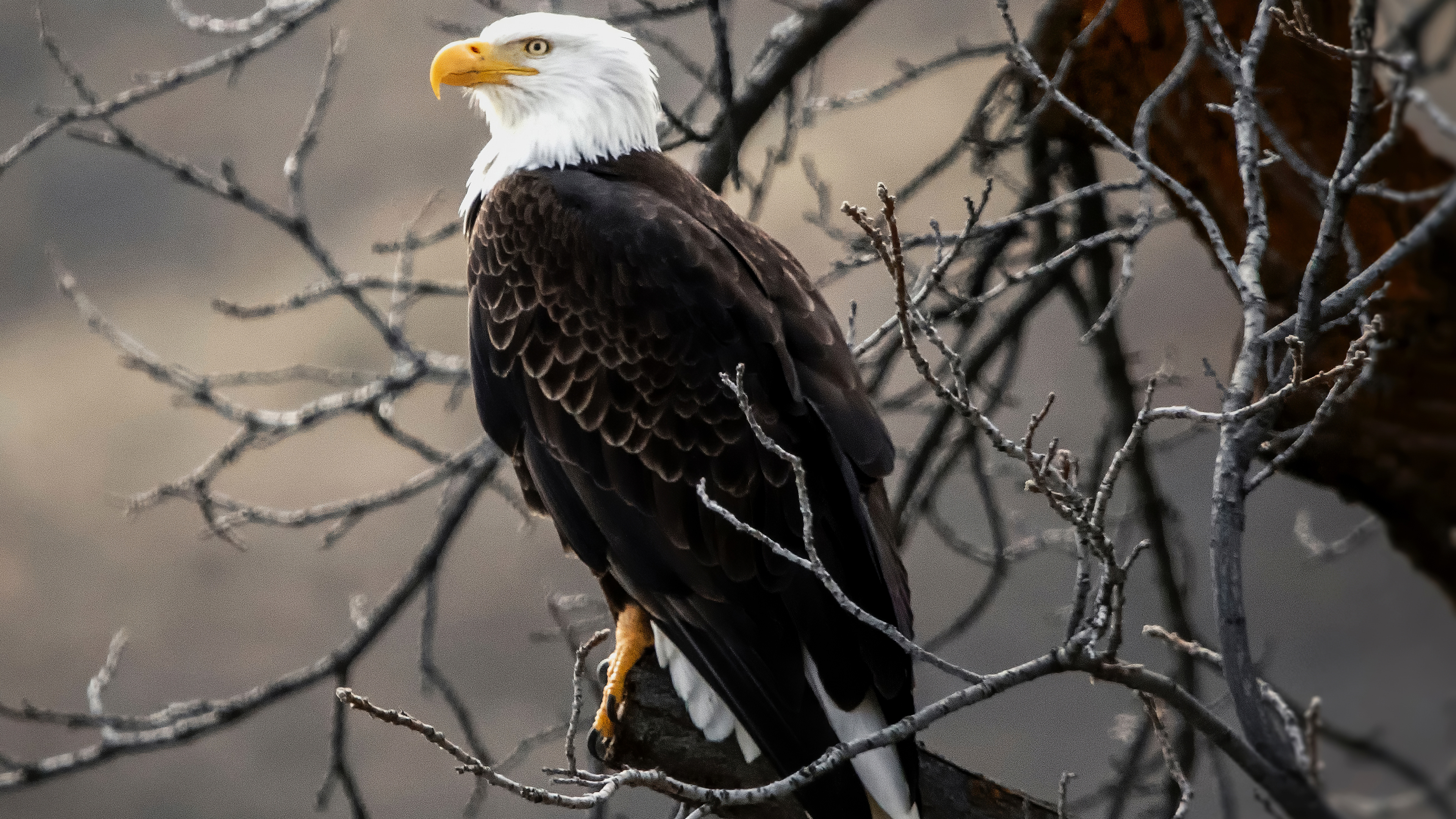 Bald Eagle Wallpapers