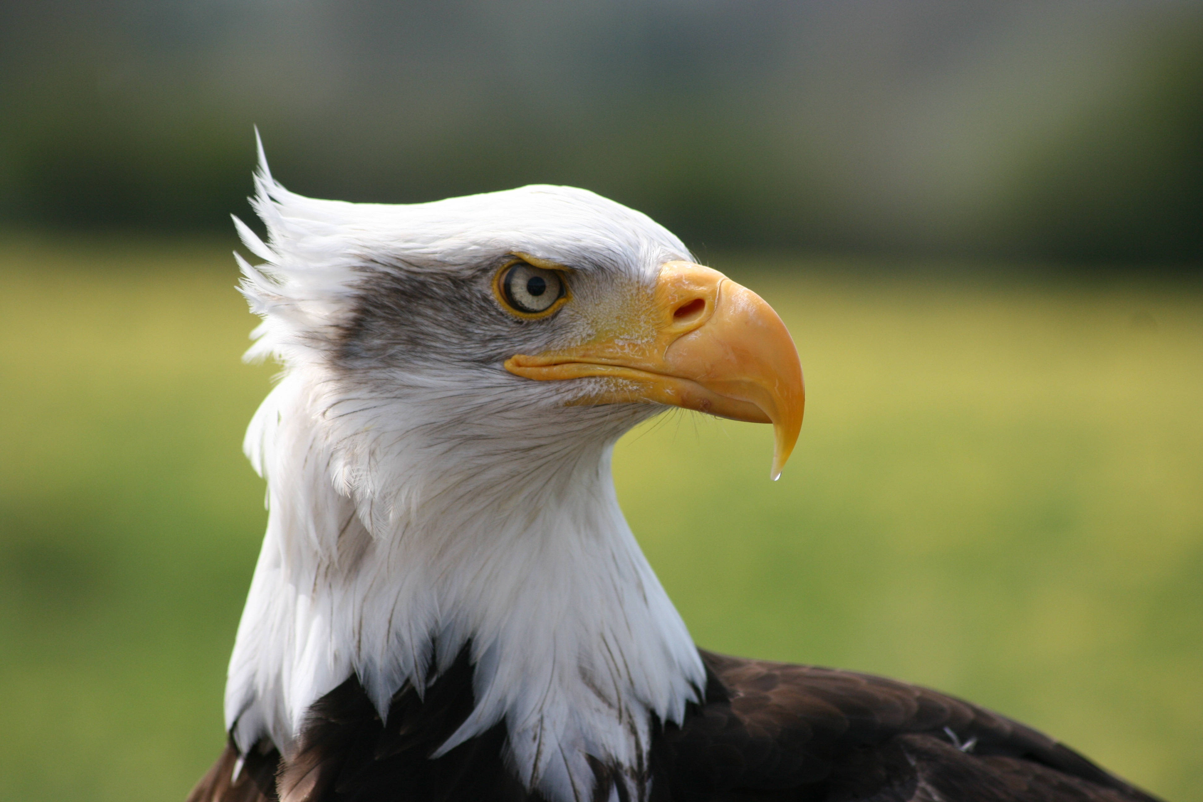 Bald Eagle Wallpapers