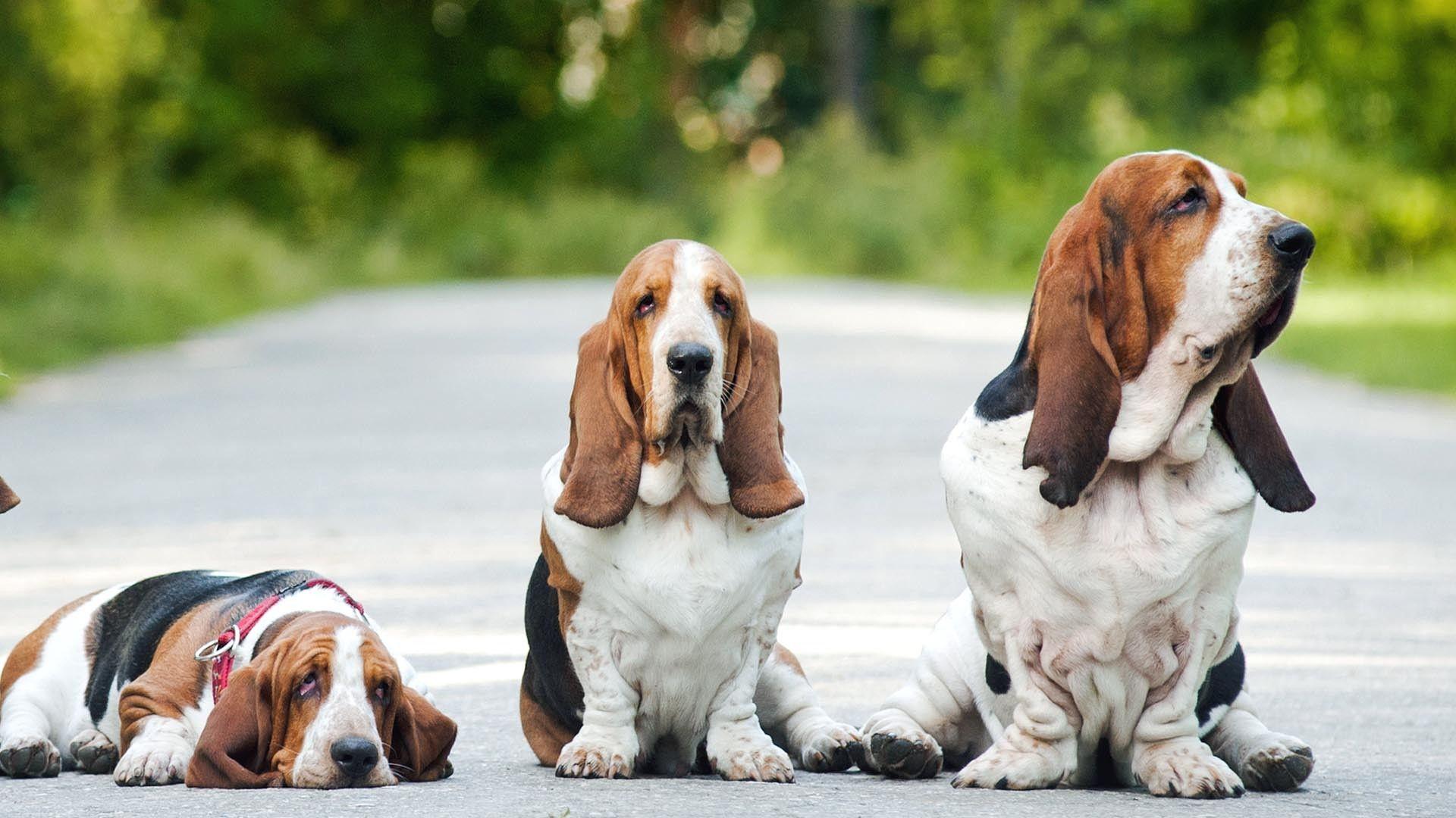 Basset Hound Wallpapers