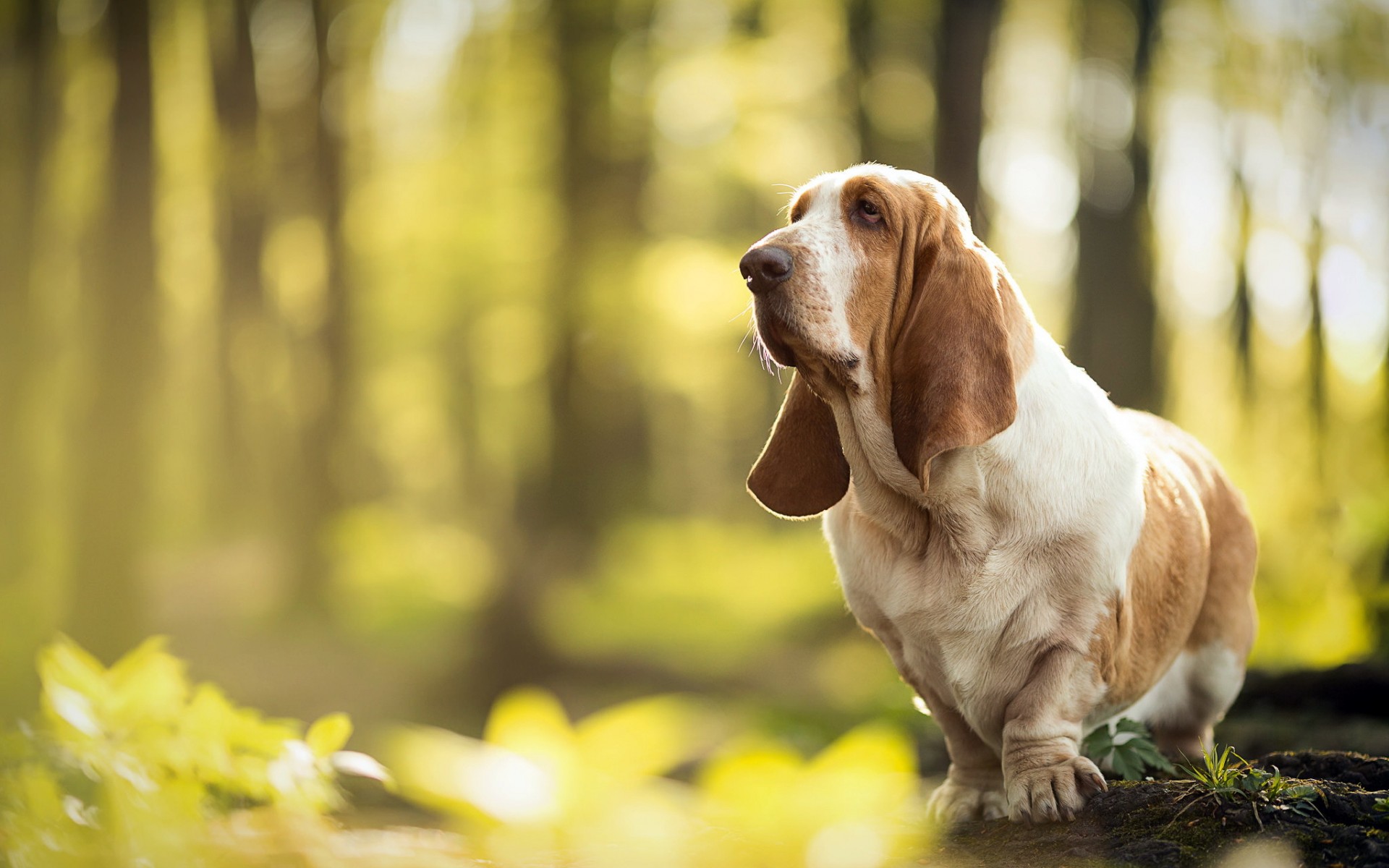 Basset Hound Wallpapers