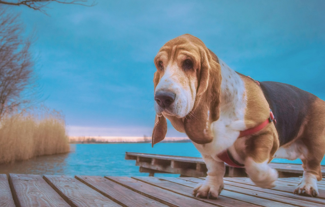 Basset Hound Wallpapers