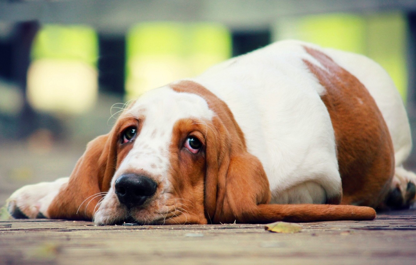 Basset Hound Wallpapers