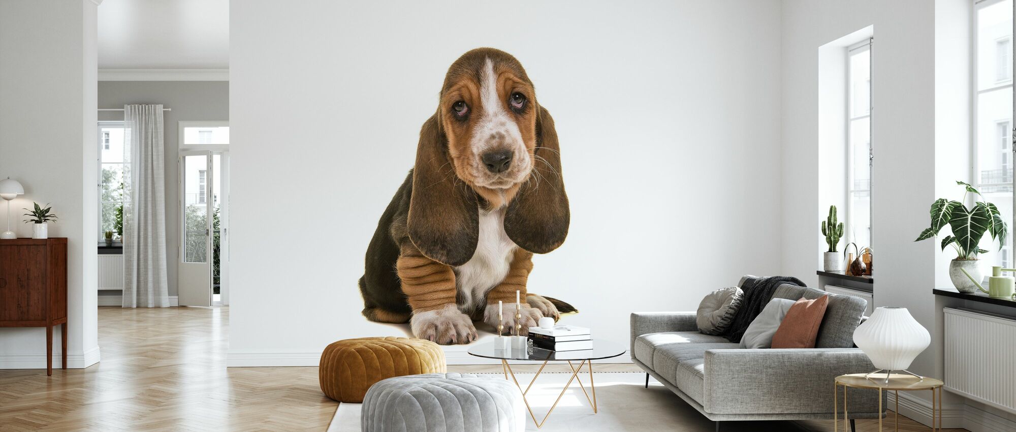 Basset Hound Wallpapers