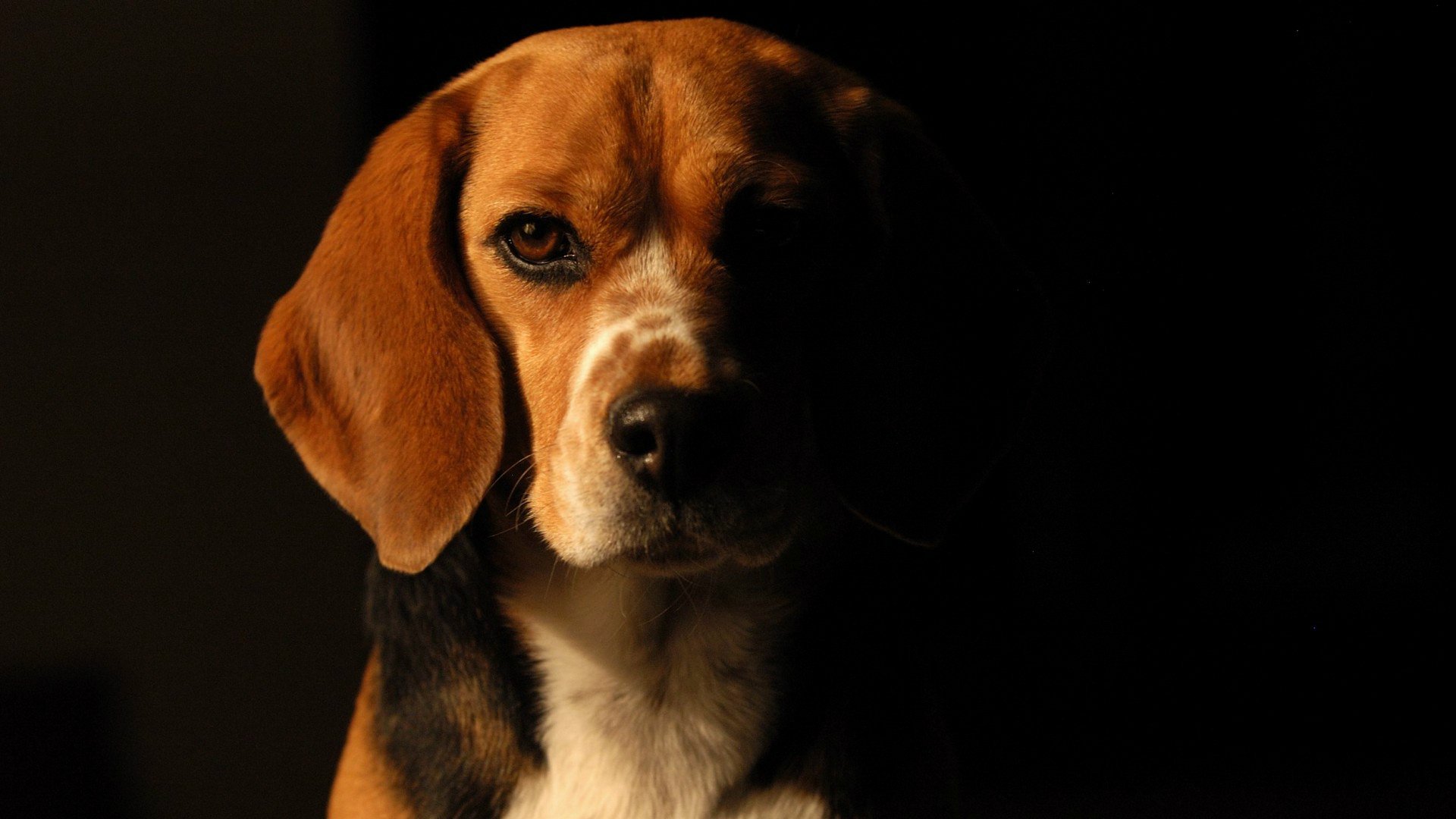 Beagle Wallpapers