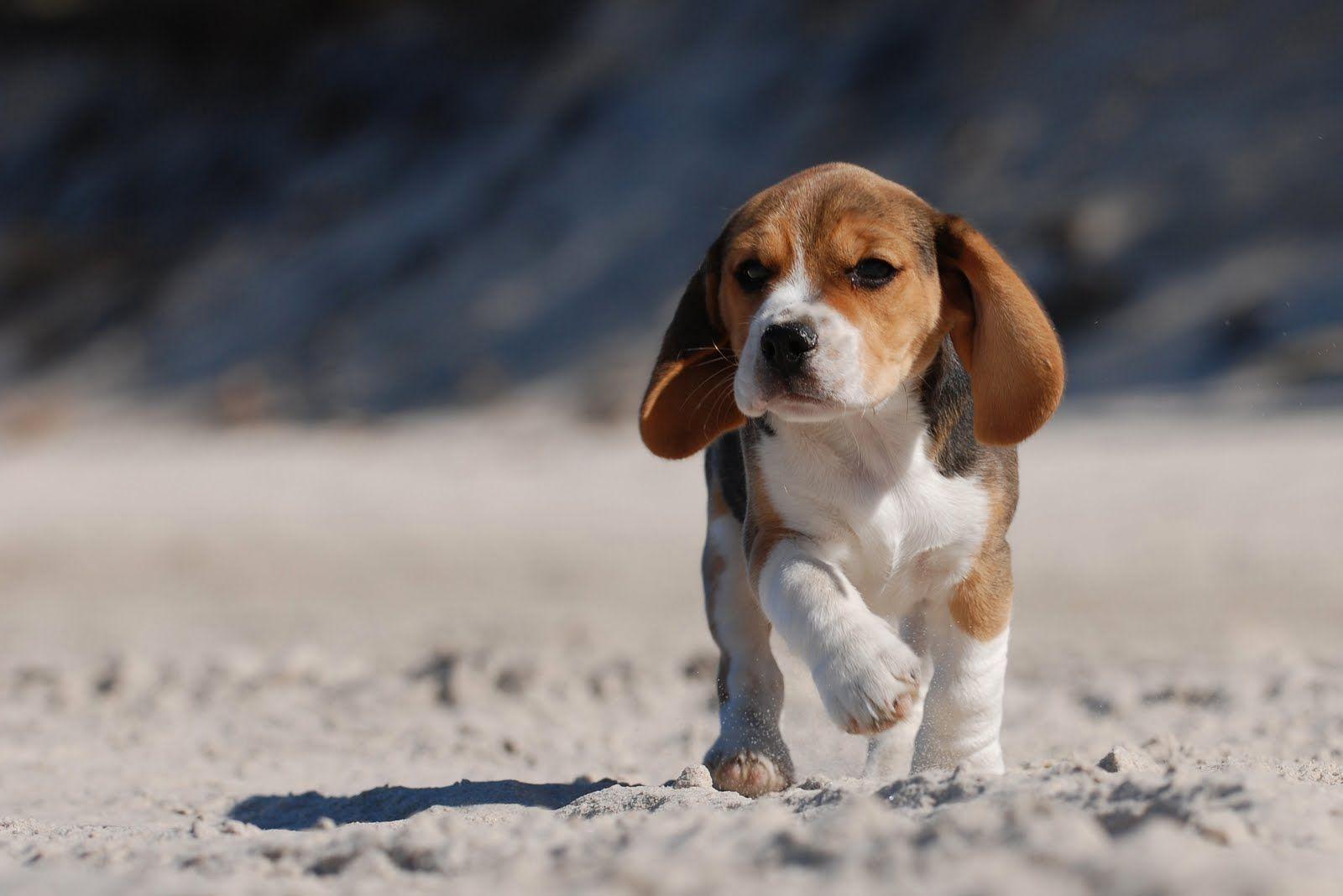 Beagle Wallpapers