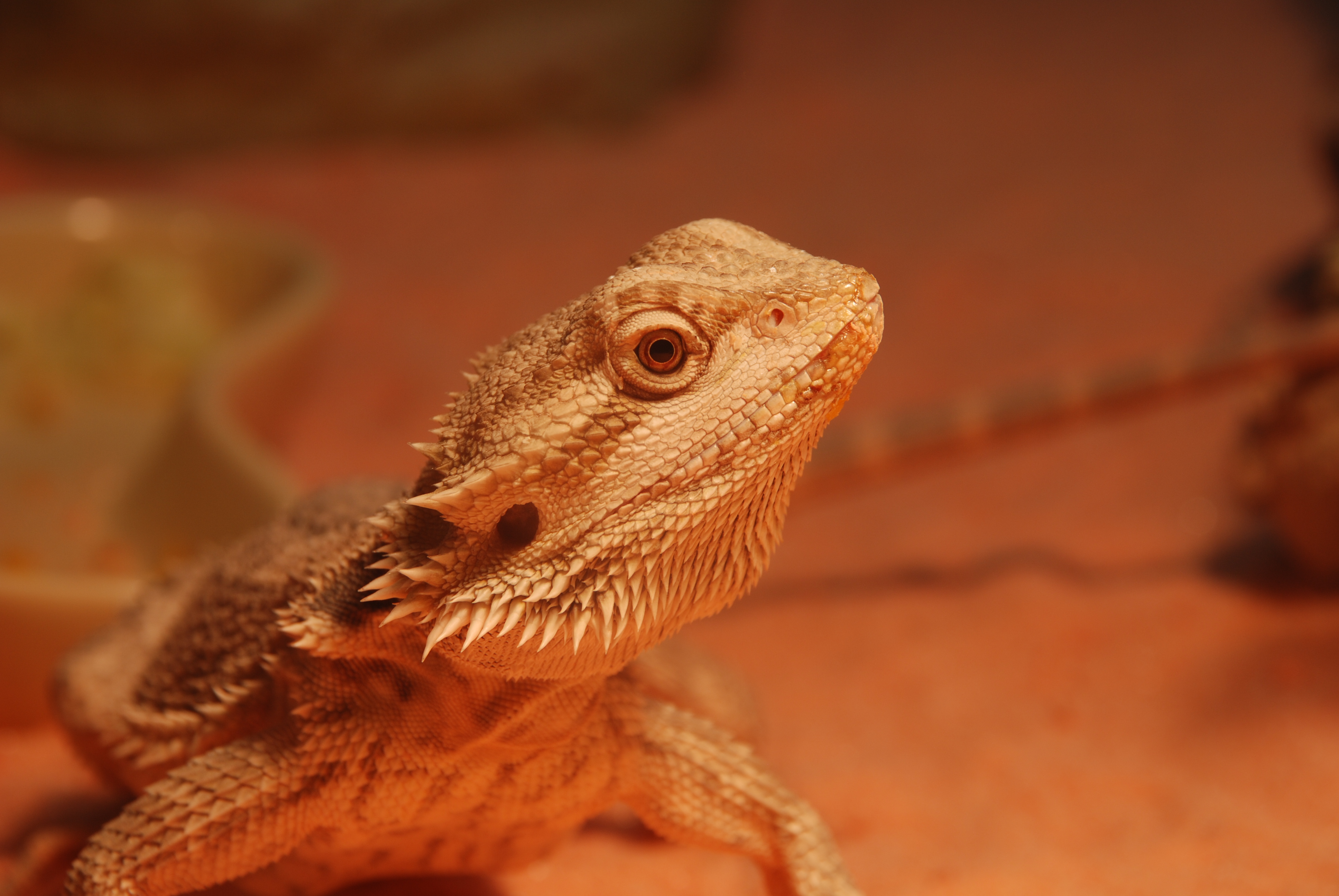 Bearded Dragon Wallpapers