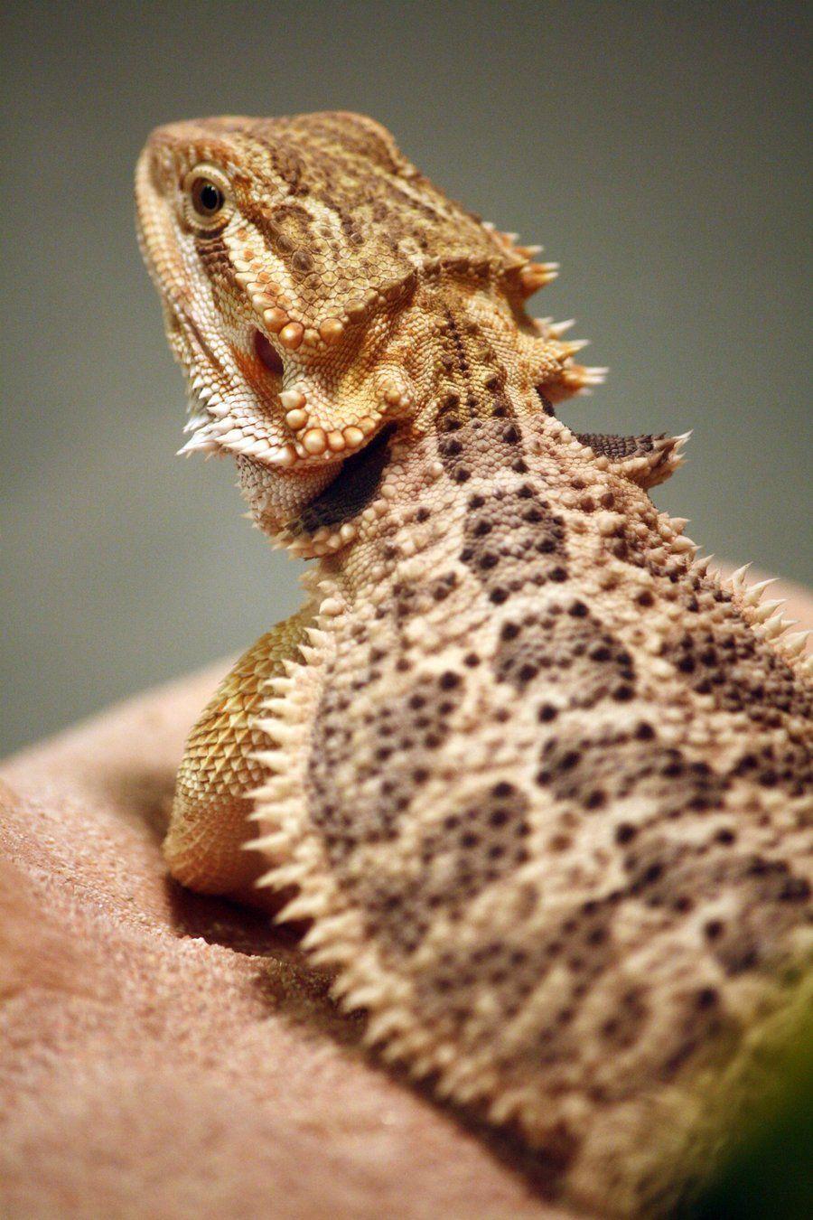 Bearded Dragon Wallpapers