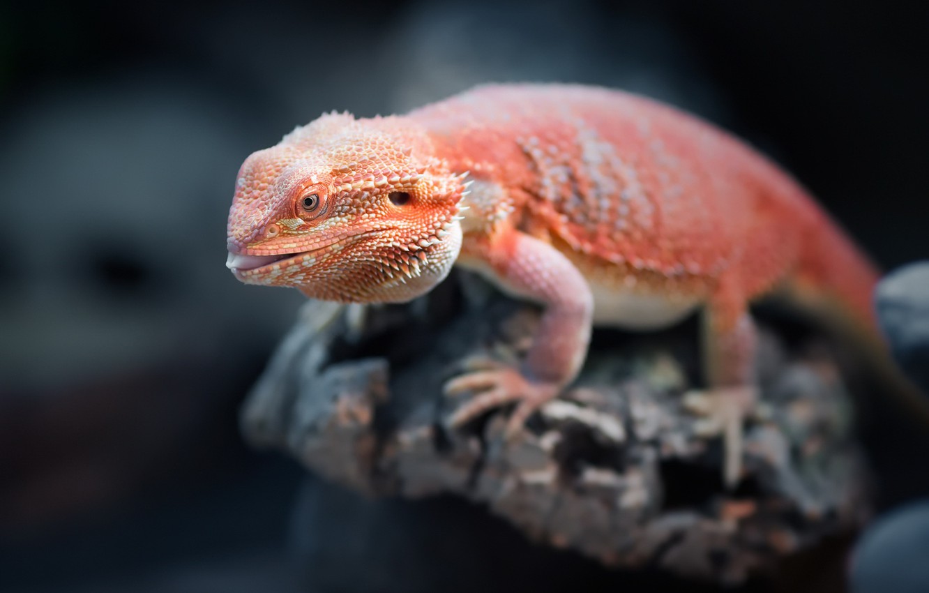 Bearded Dragon Wallpapers