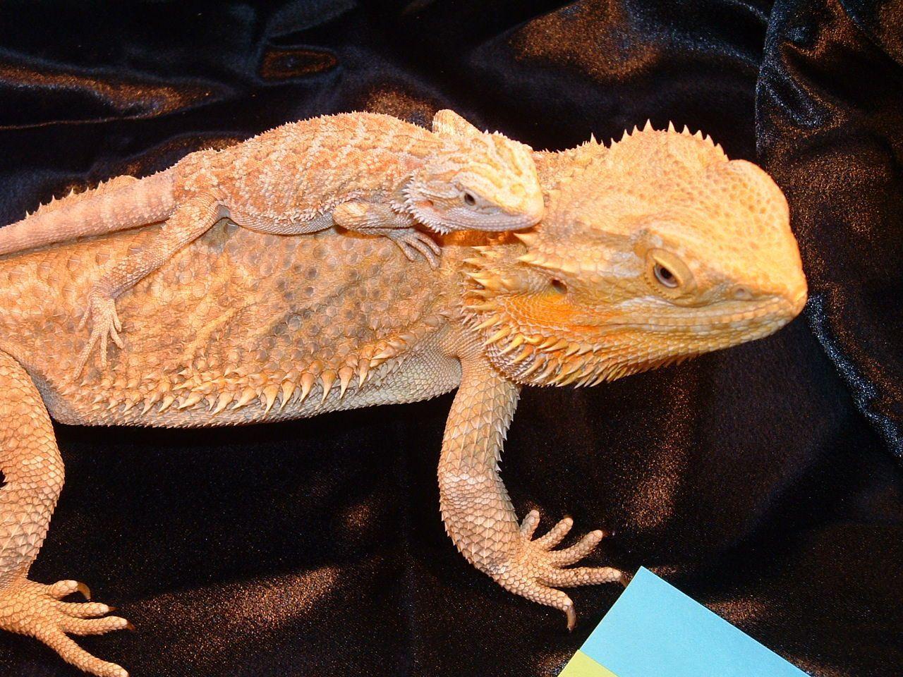 Bearded Dragon Wallpapers