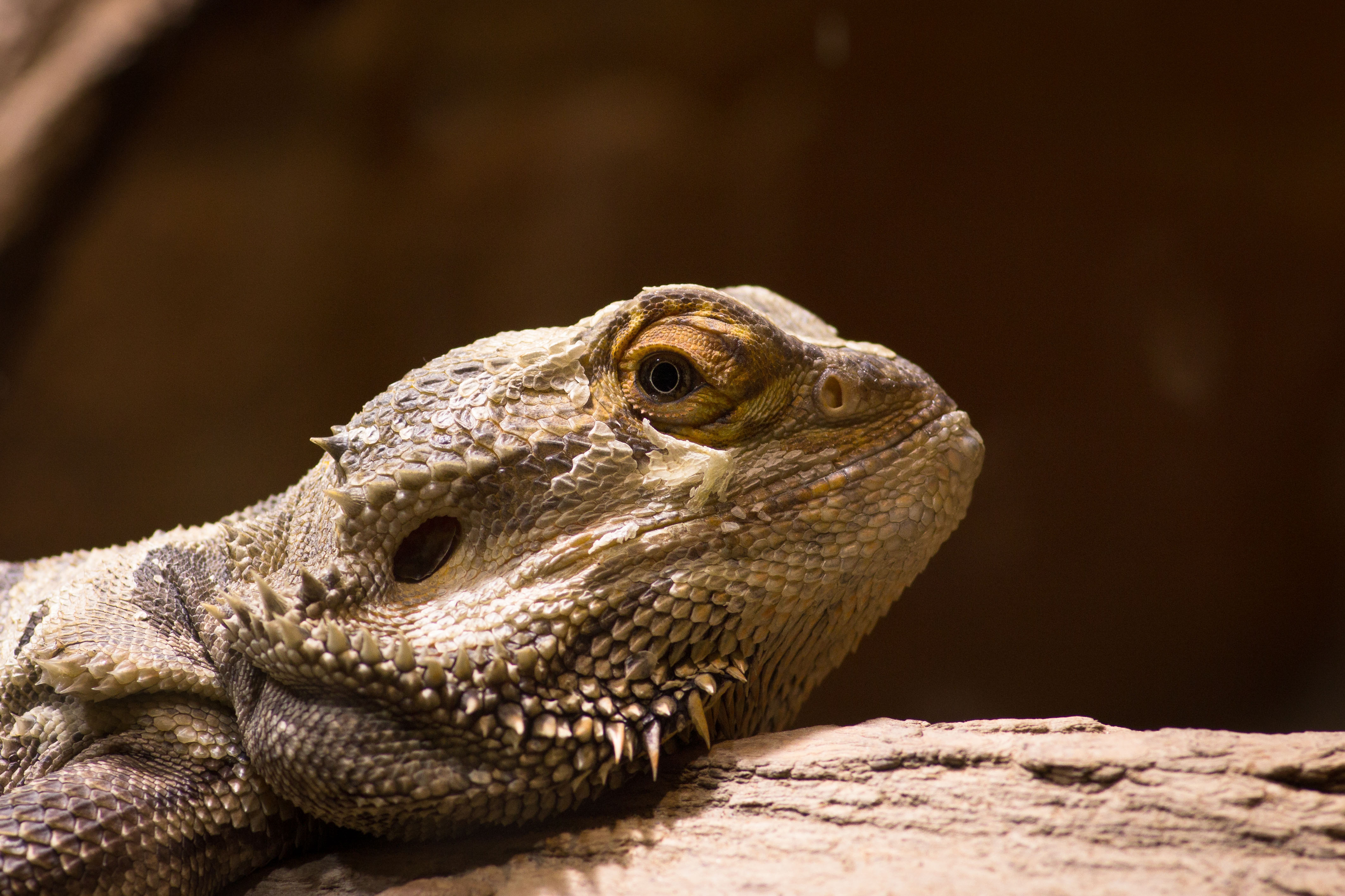 Bearded Dragon Wallpapers