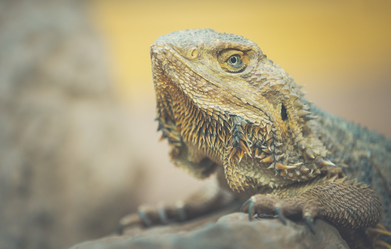 Bearded Dragon Wallpapers