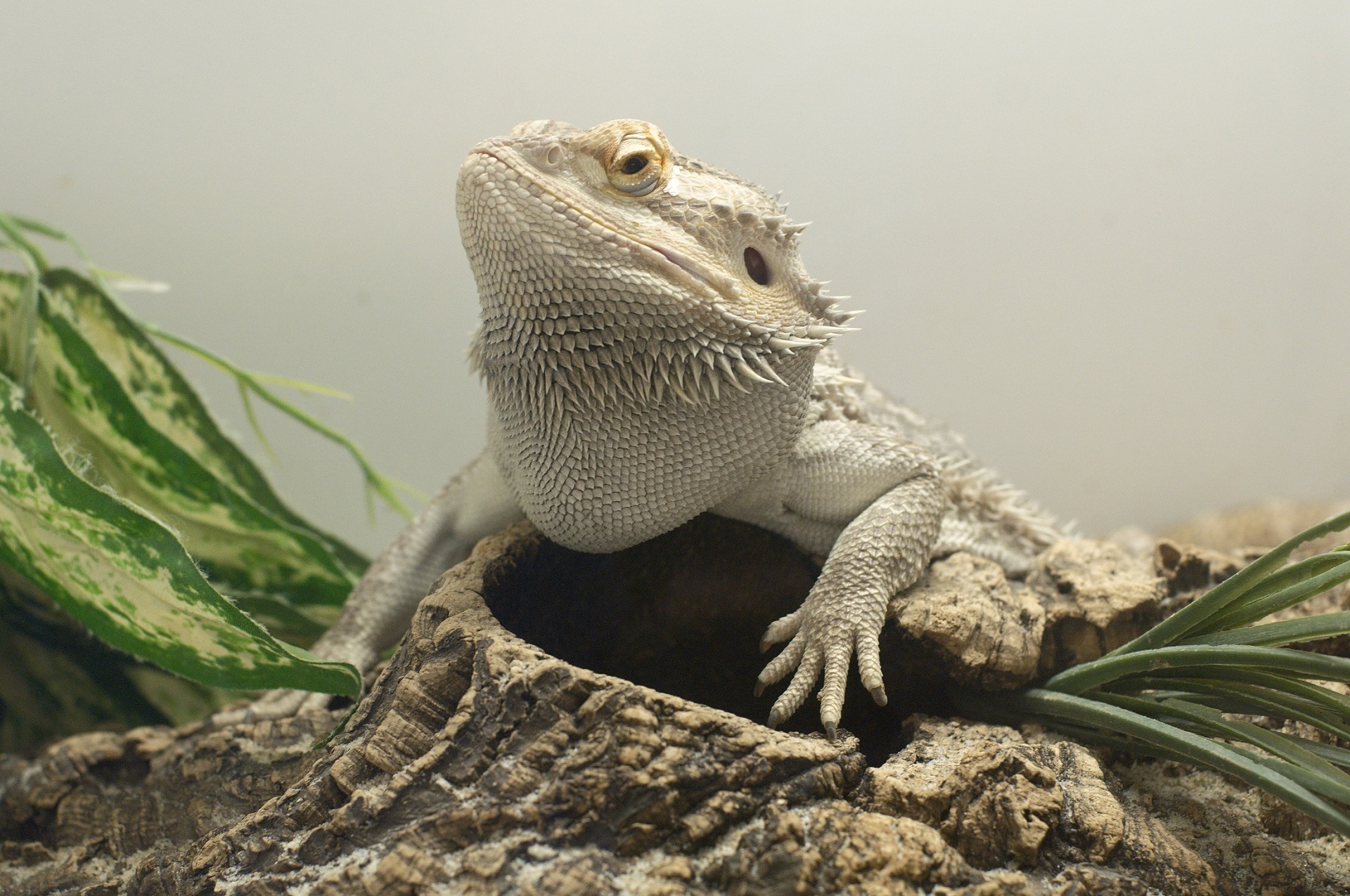 Bearded Dragon Wallpapers