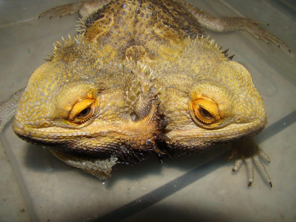 Bearded Dragon Wallpapers