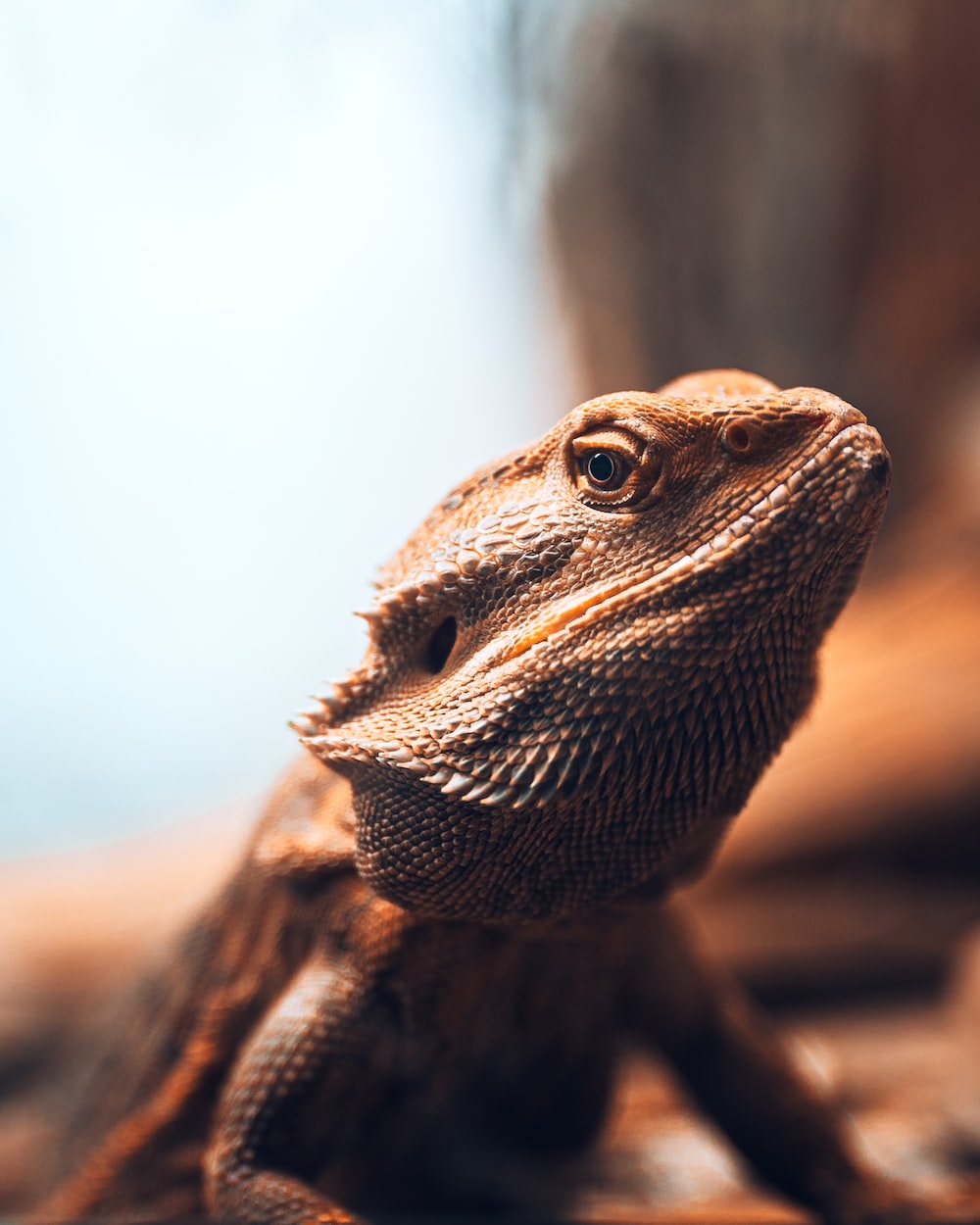 Bearded Dragon Wallpapers