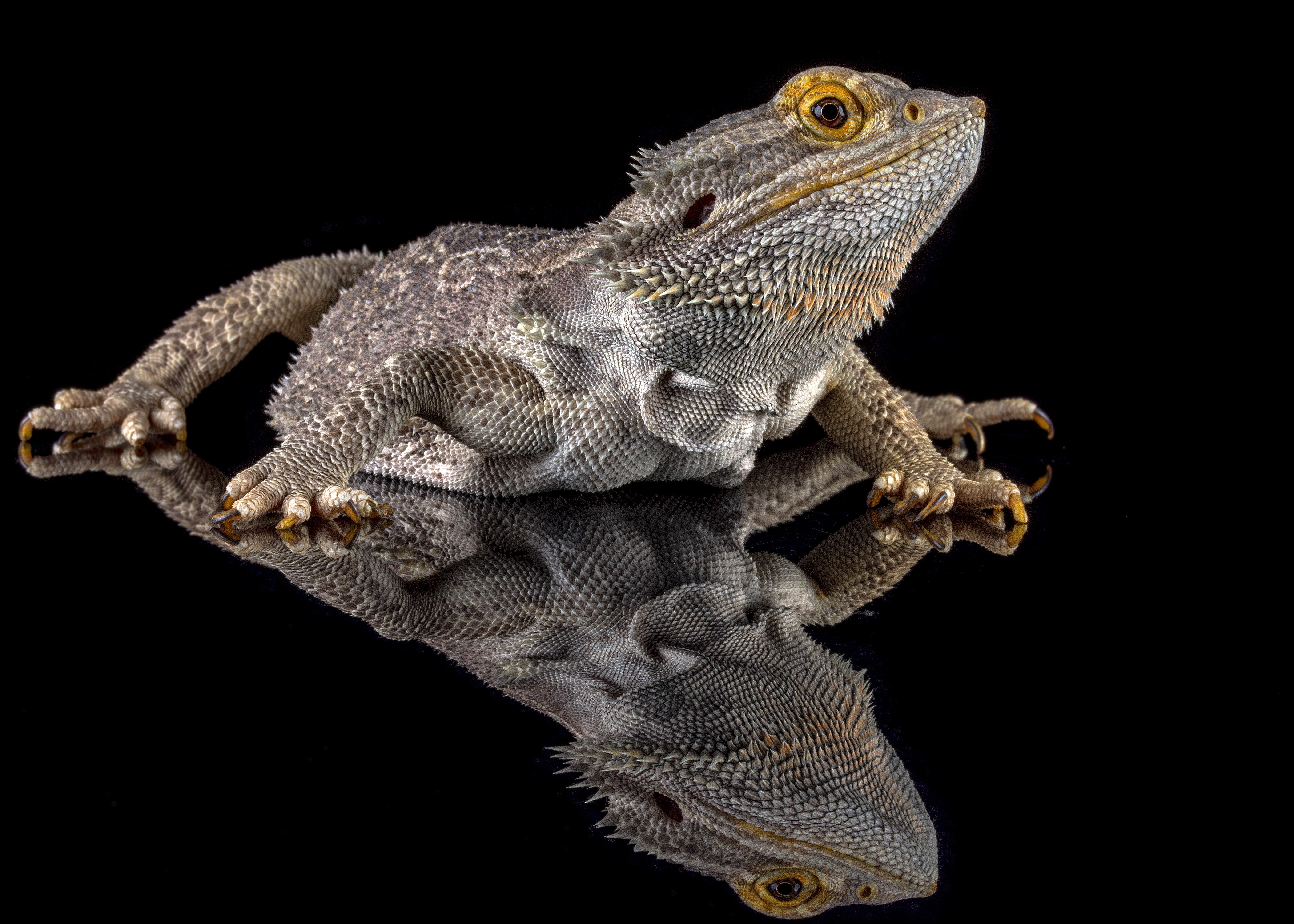 Bearded Dragon Wallpapers