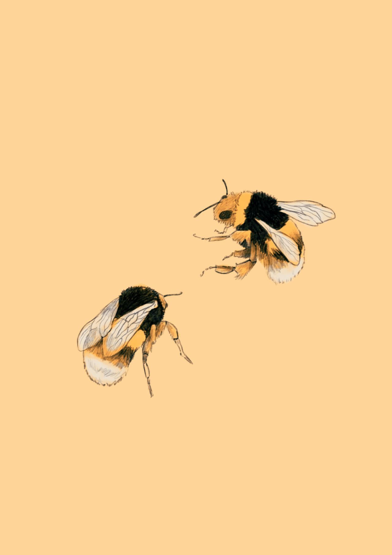 Bee Wallpapers