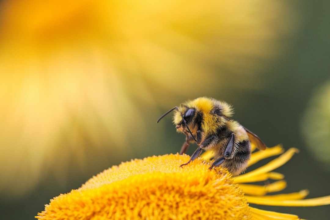 Bee Wallpapers