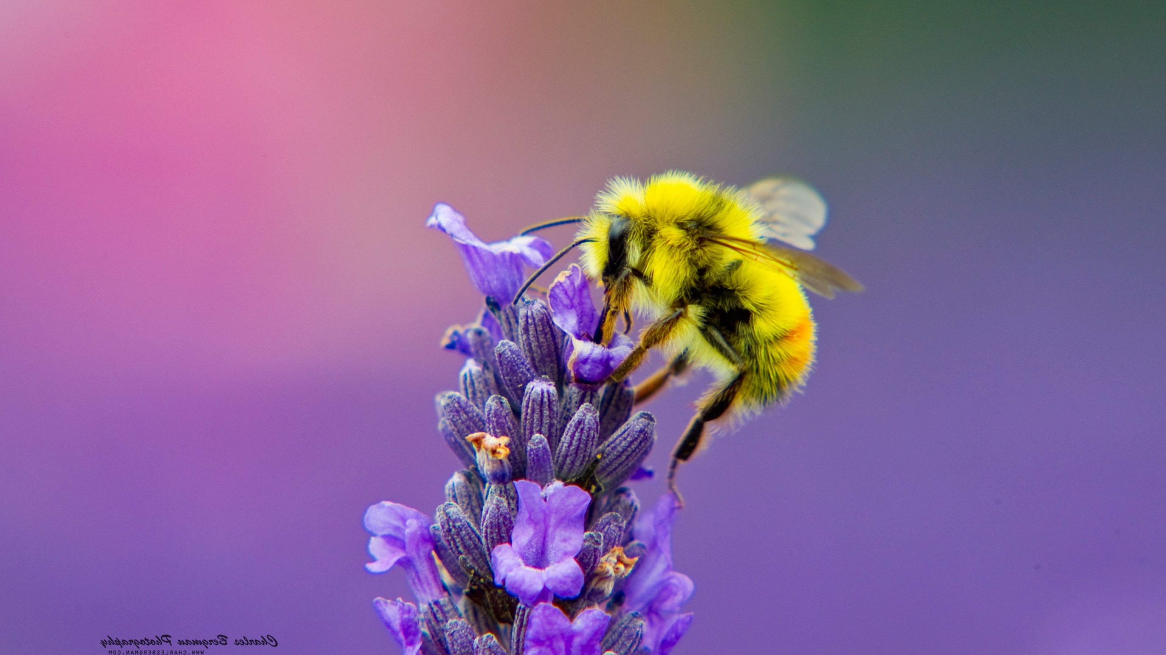 Bee Wallpapers