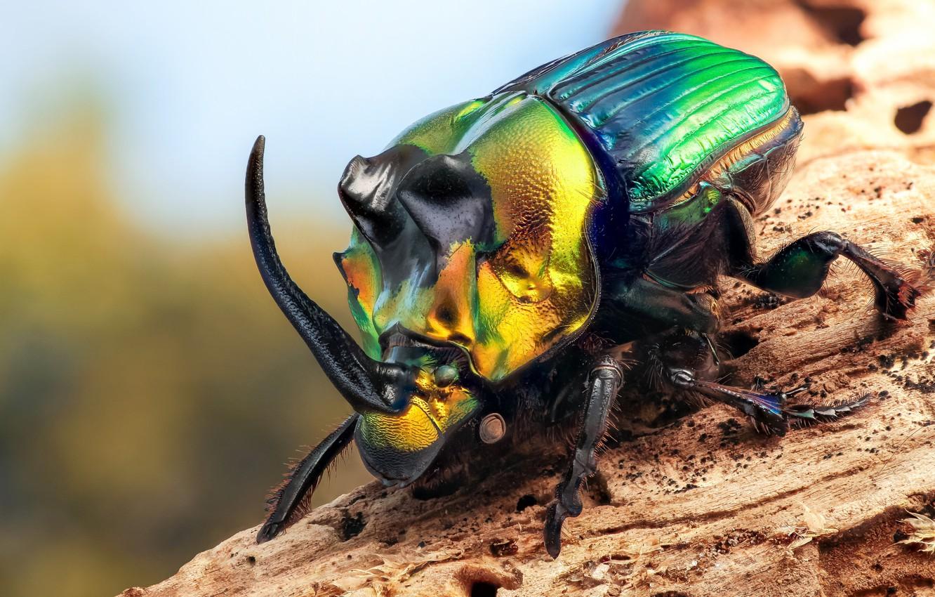 Beetle Insect Wallpapers