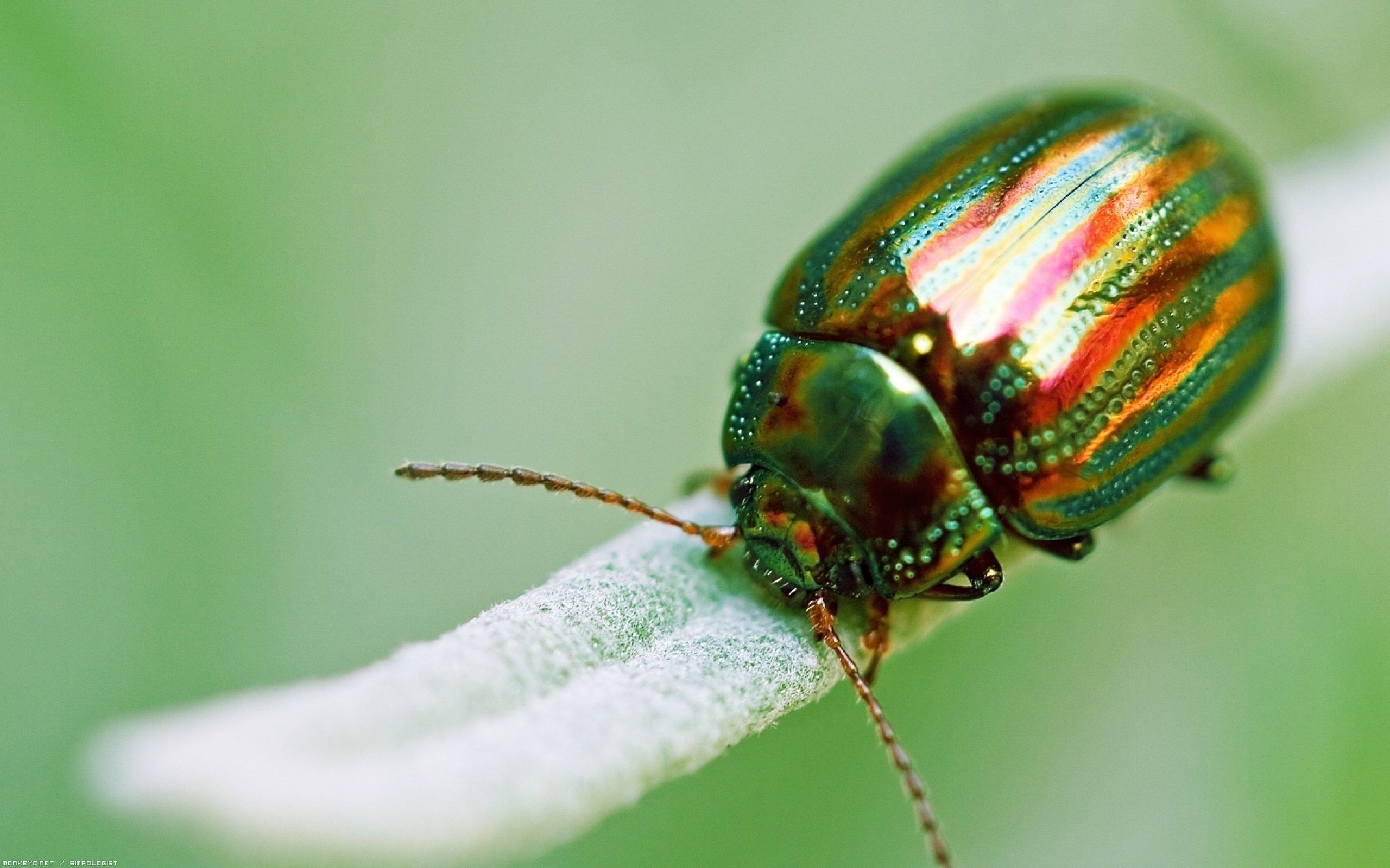 Beetle Insect Wallpapers