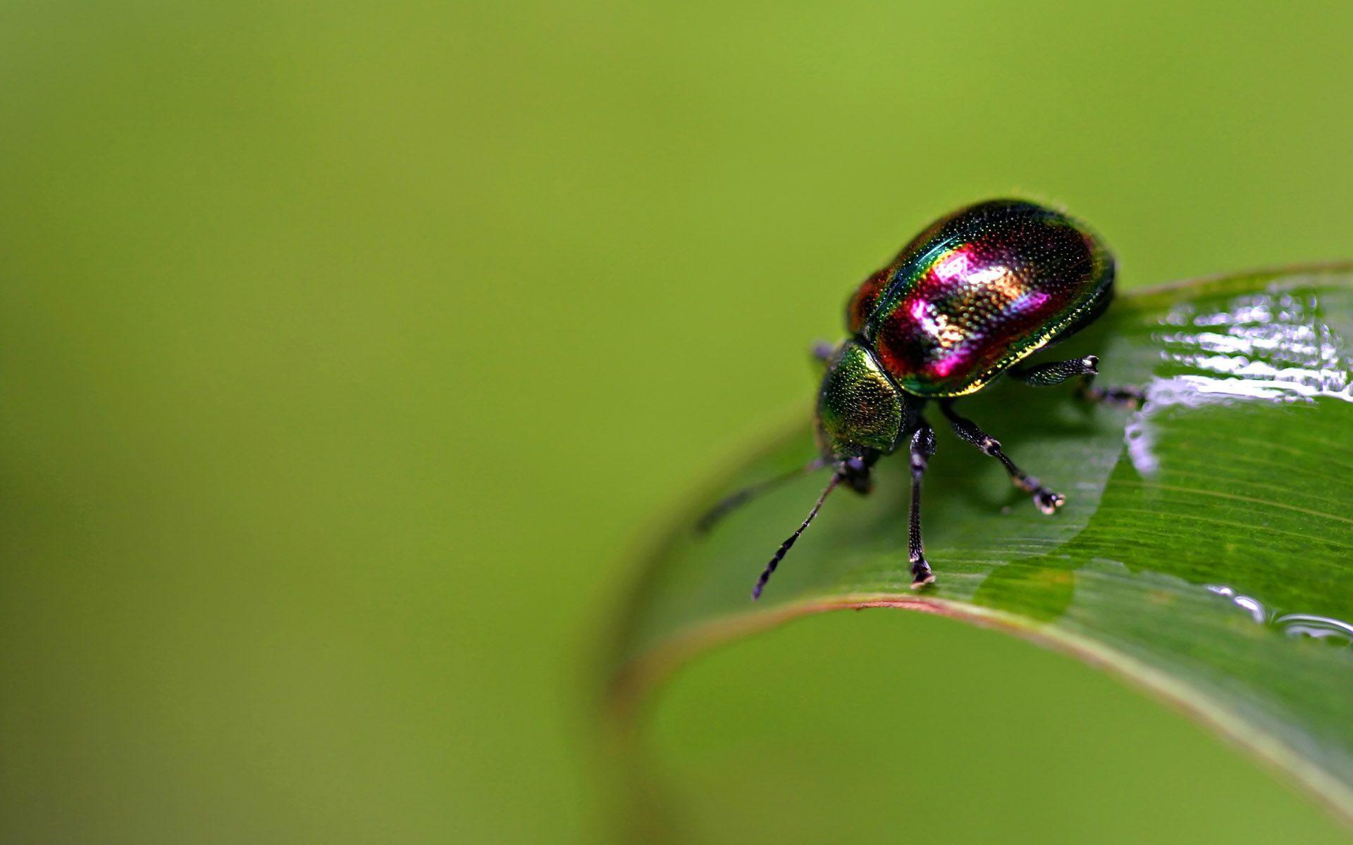 Beetle Insect Wallpapers