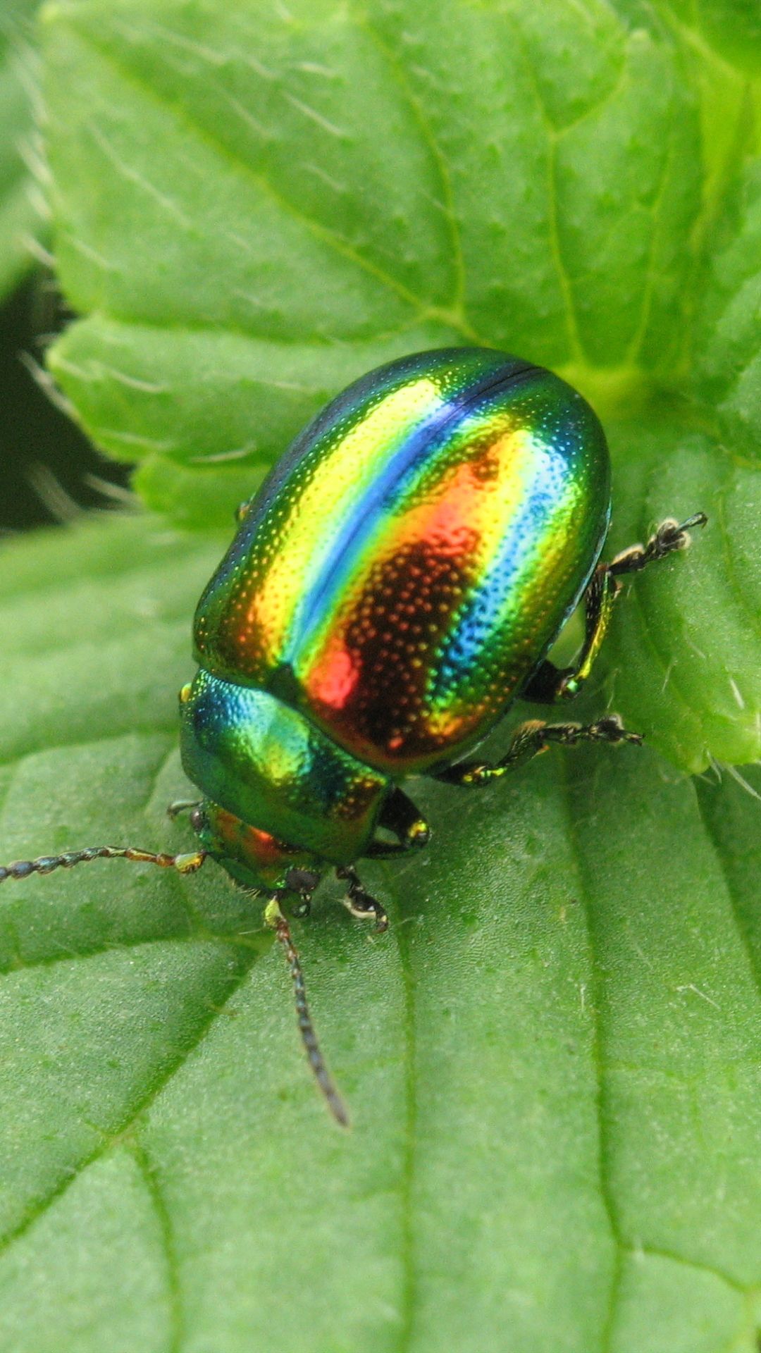 Beetle Insect Wallpapers