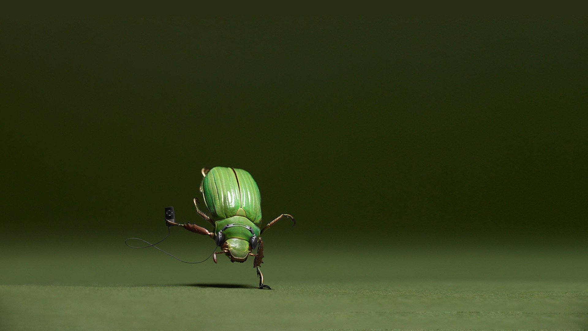 Beetle Insect Wallpapers