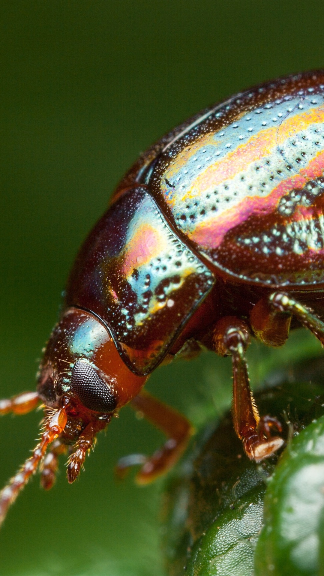 Beetle Insect Wallpapers