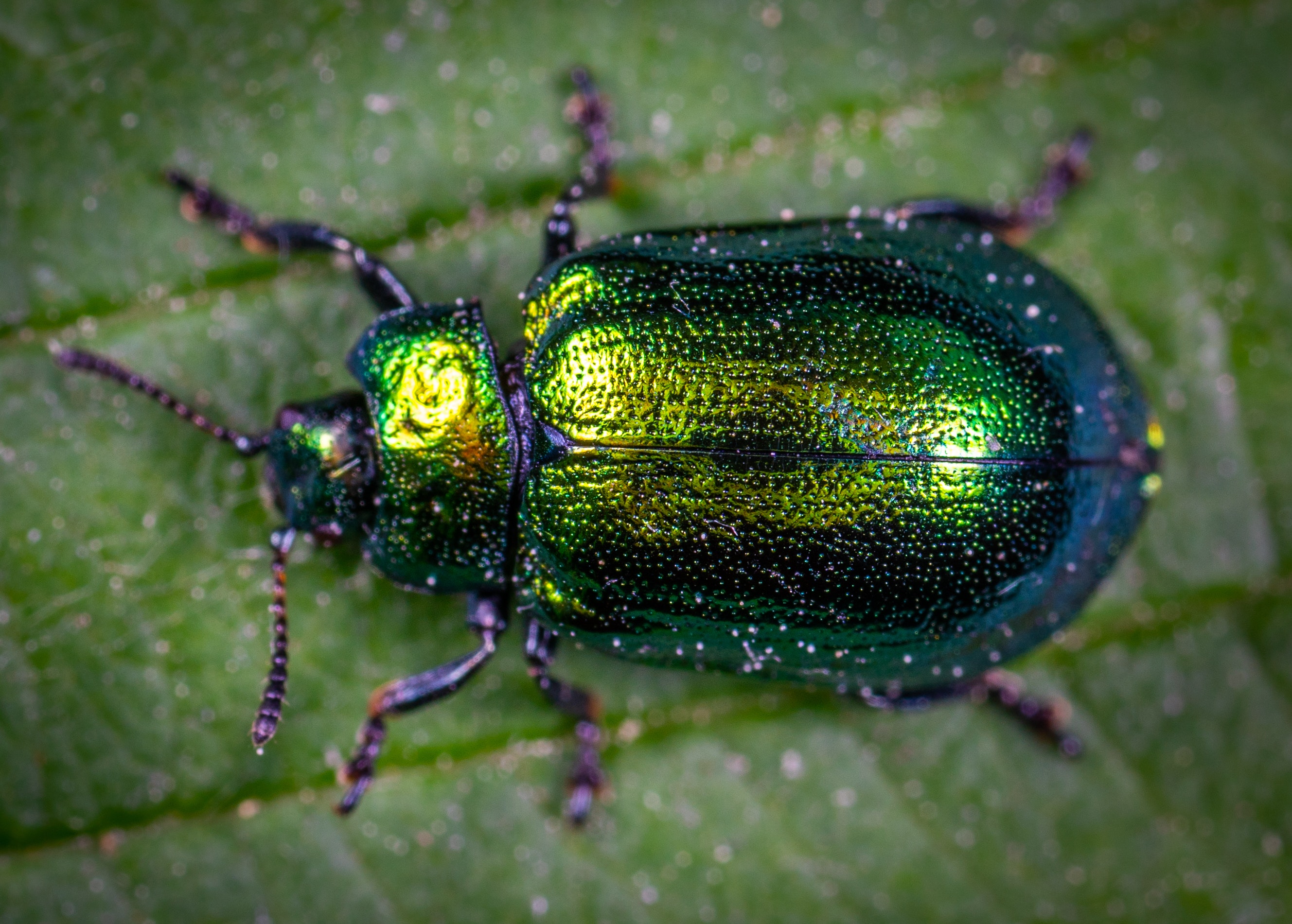 Beetle Insect Wallpapers