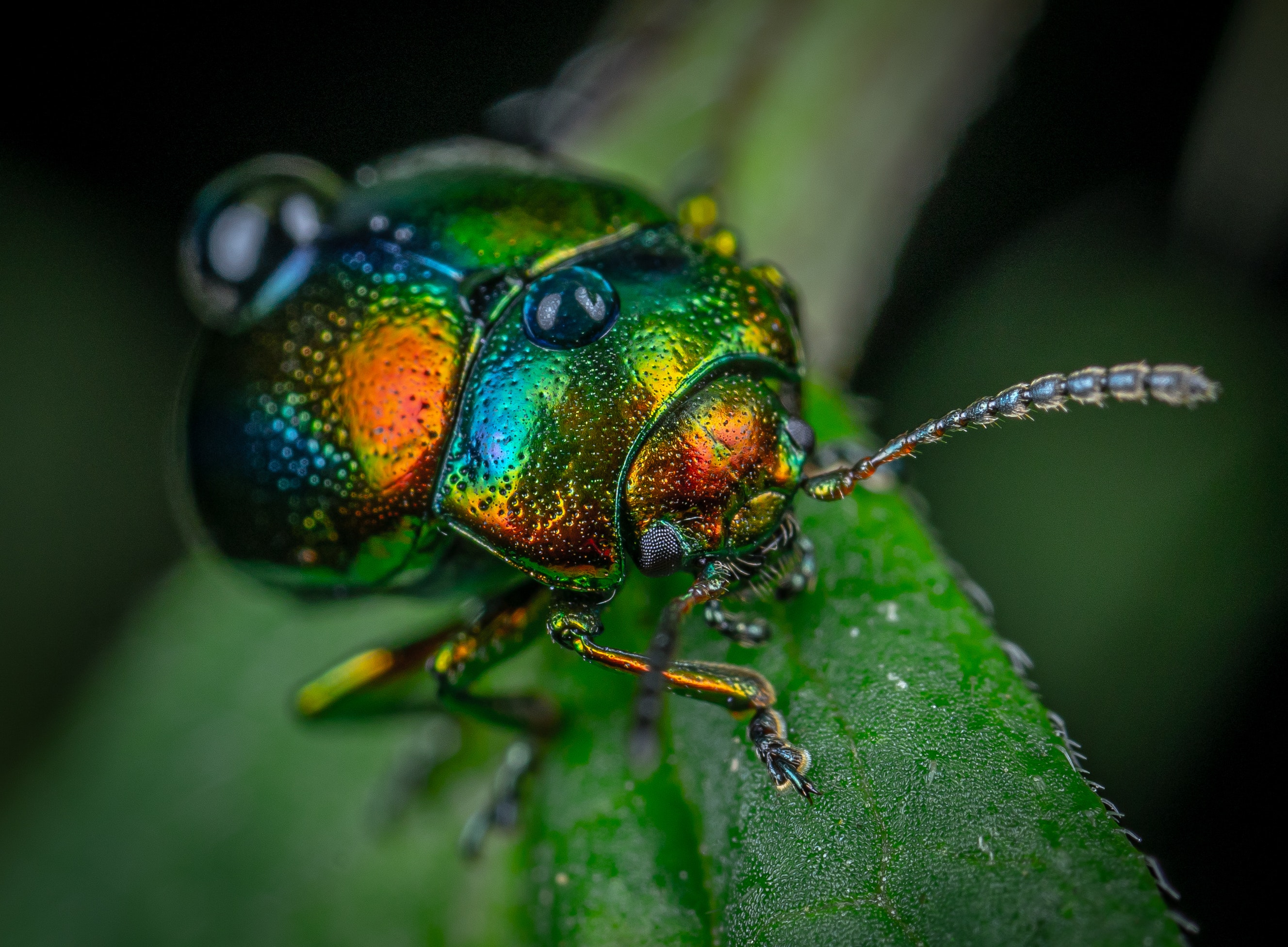 Beetle Insect Wallpapers