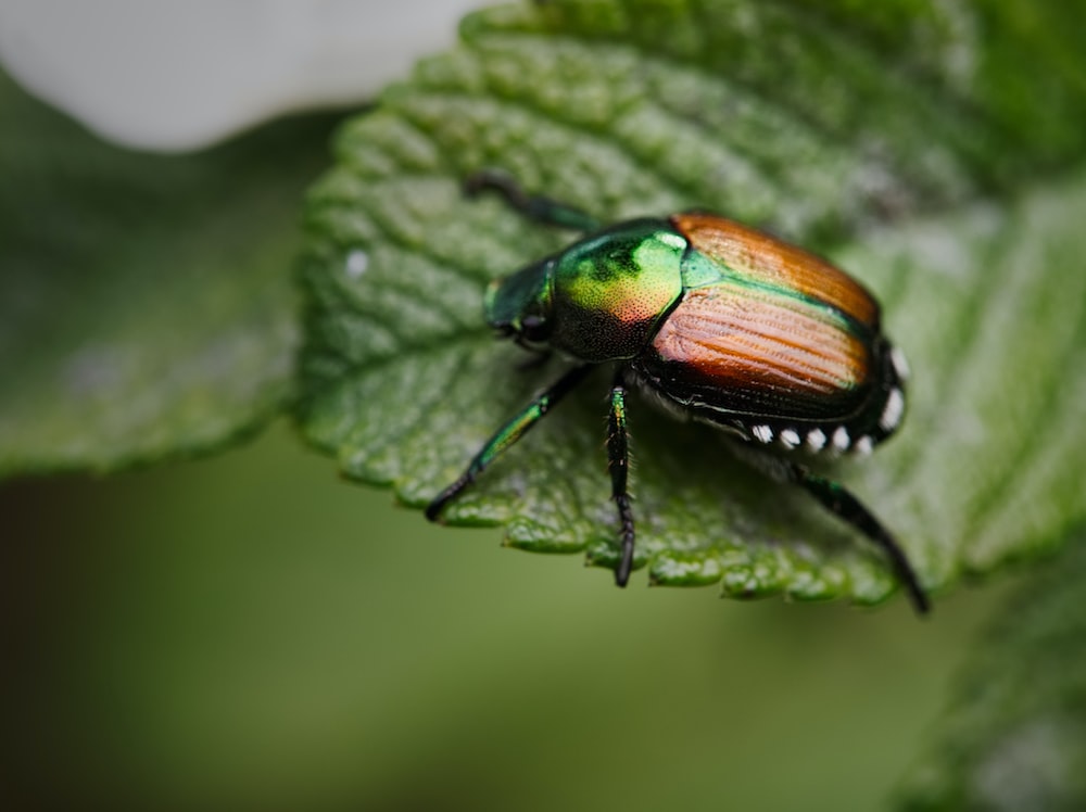 Beetle Insect Wallpapers