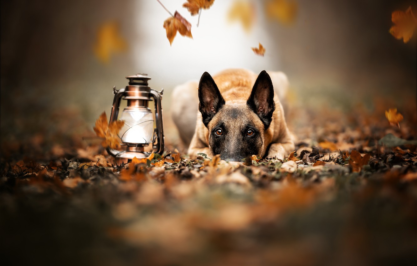 Belgian Malinois Wallpapers