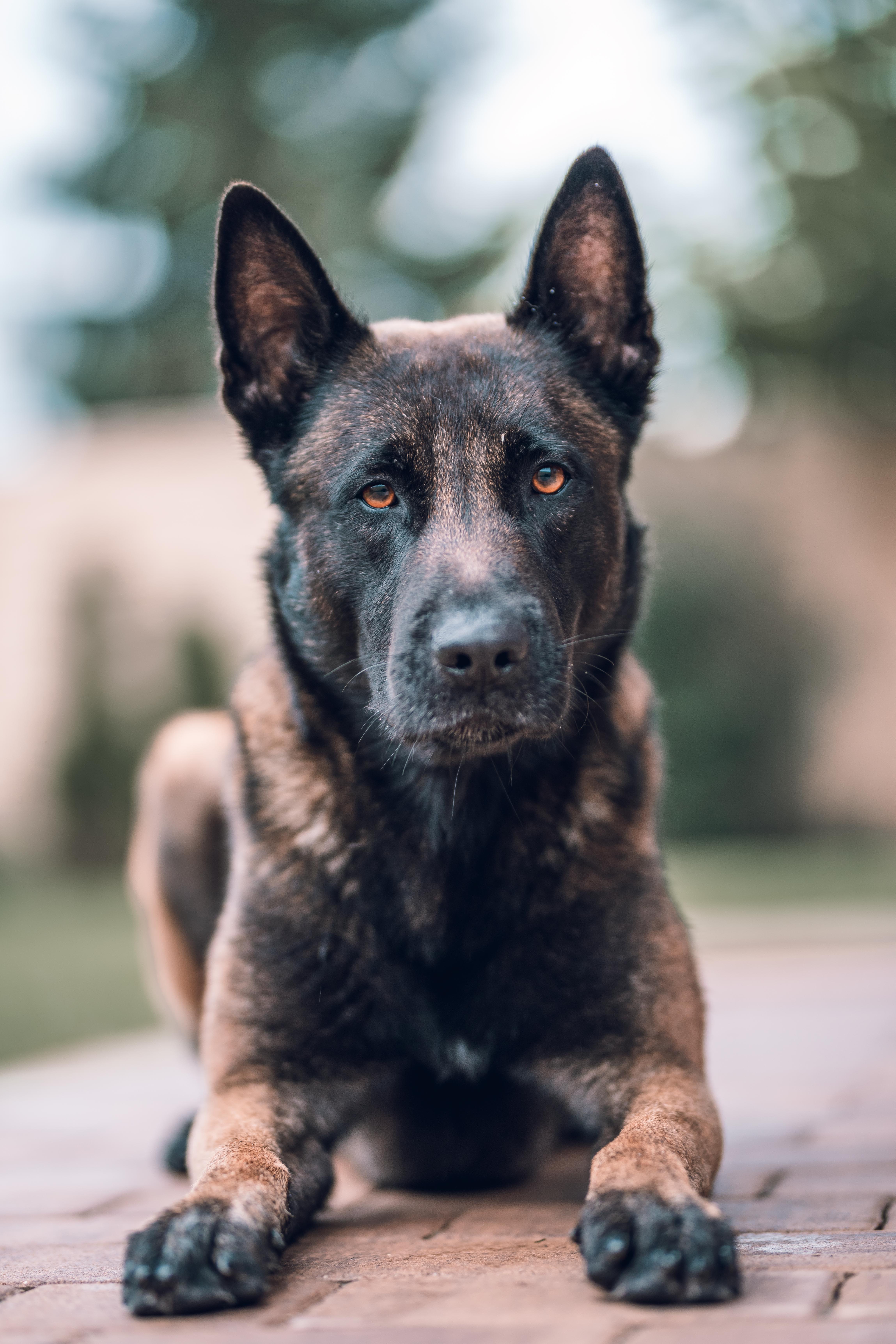 Belgian Malinois Wallpapers