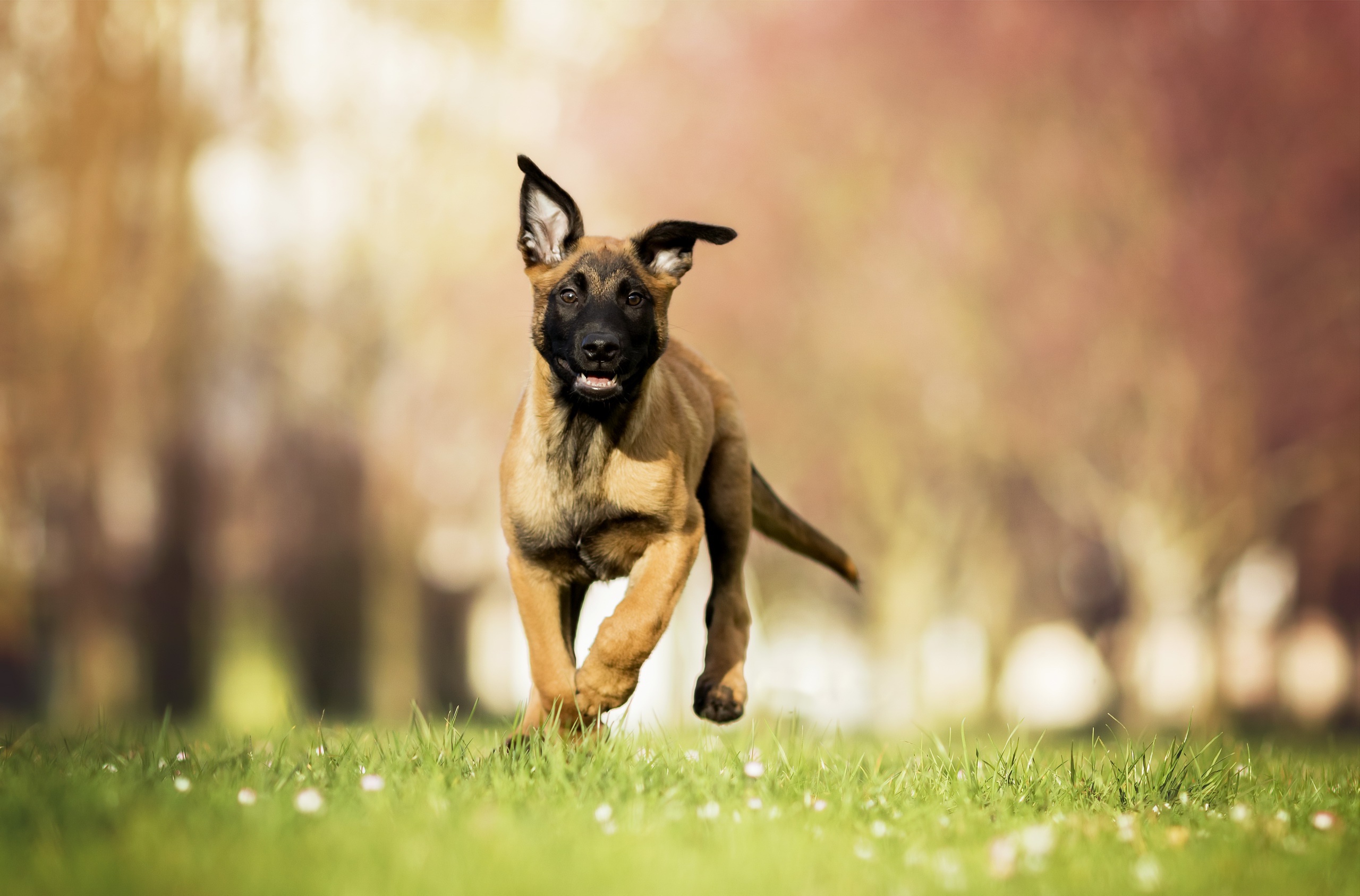 Belgian Malinois Wallpapers