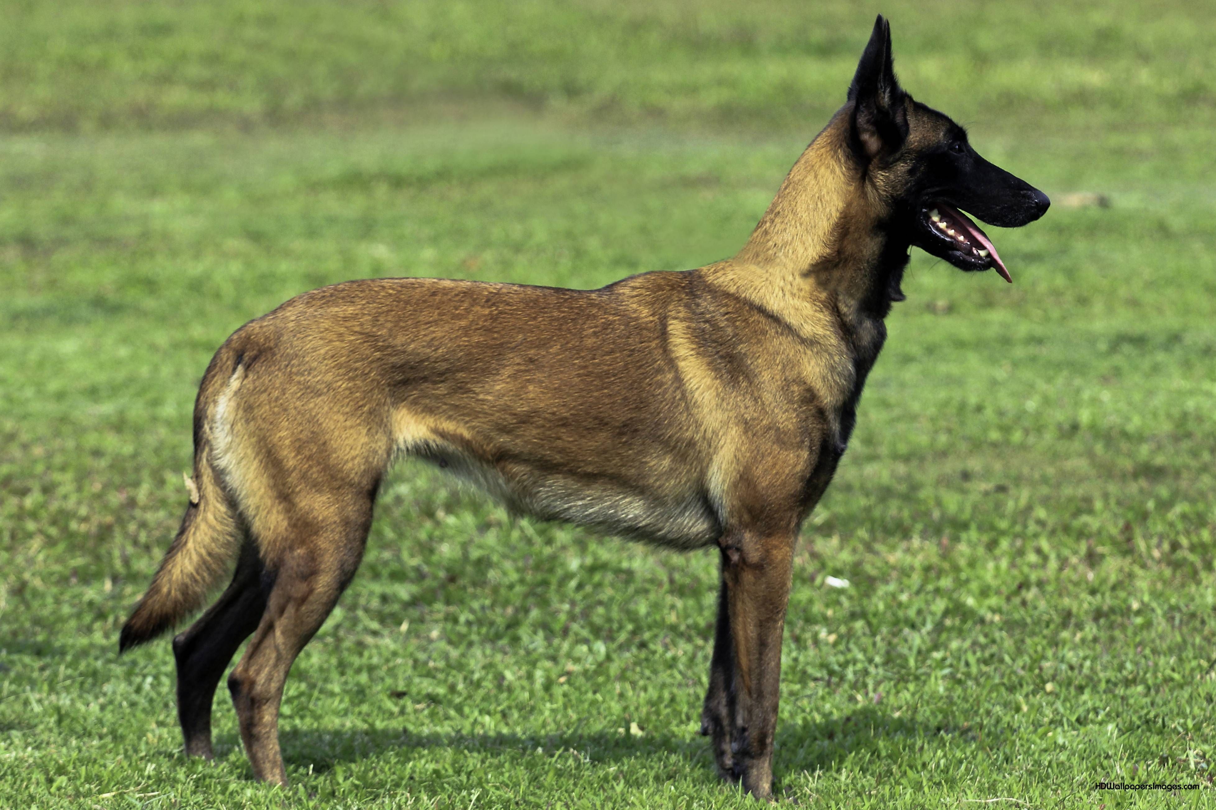 Belgian Malinois Wallpapers