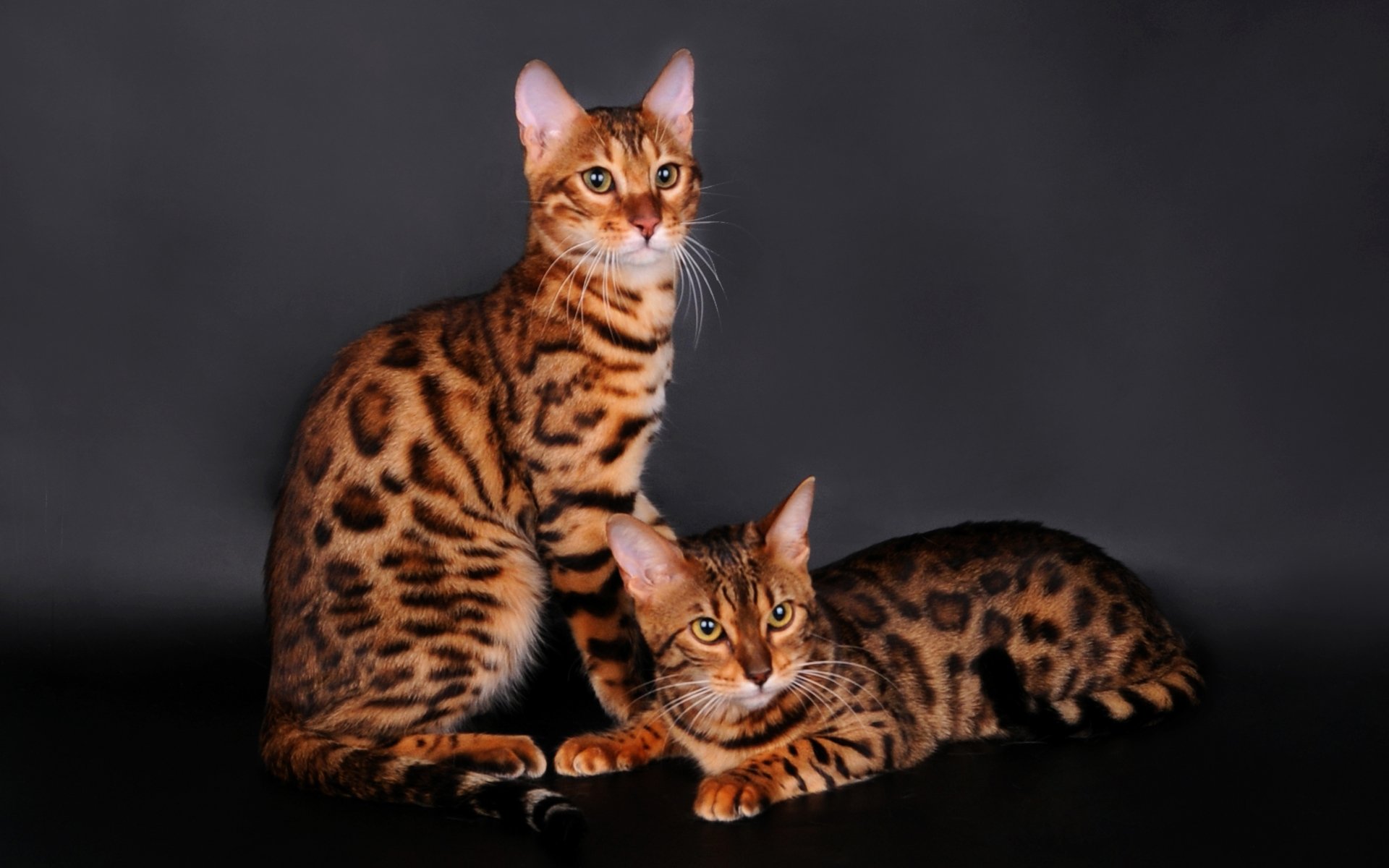 Bengal Cat Wallpapers