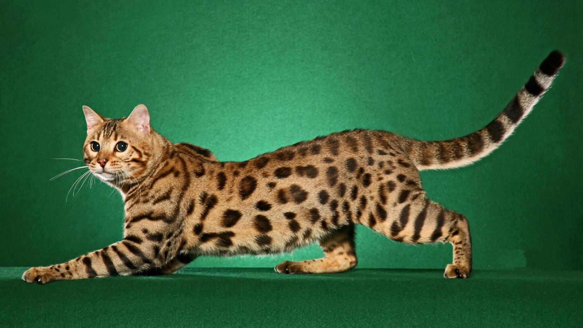 Bengal Cat Wallpapers