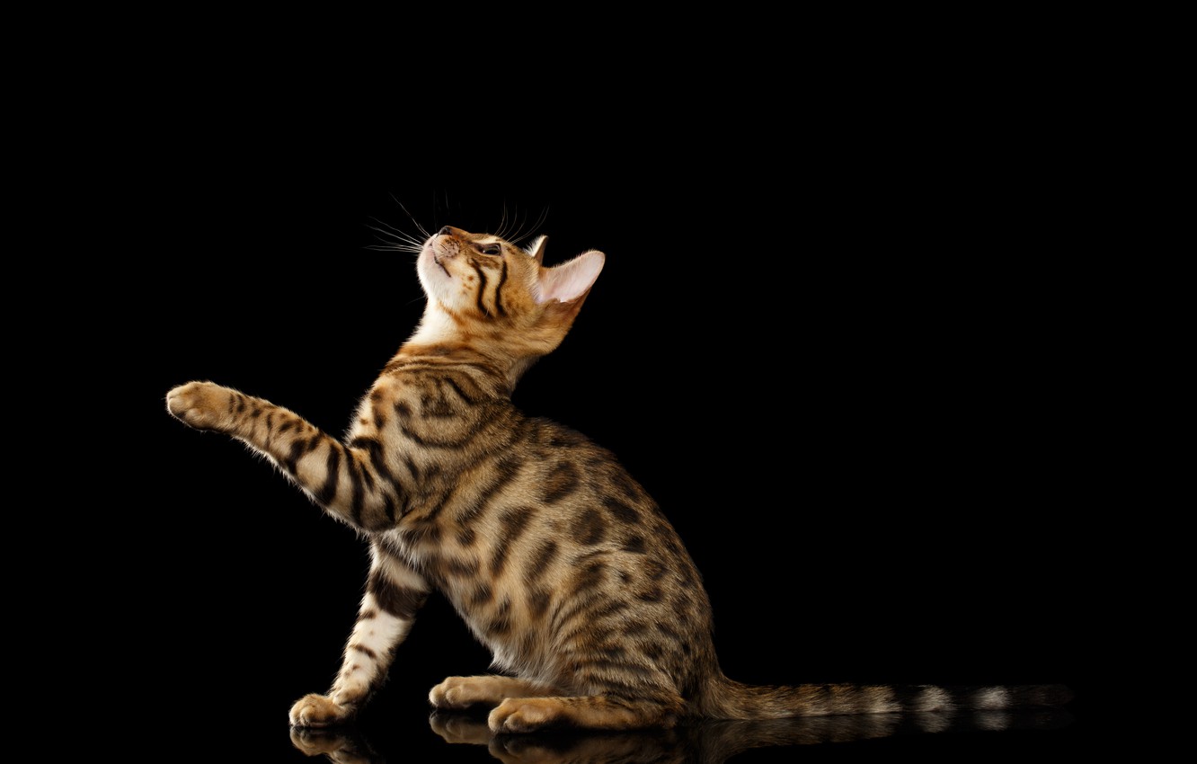 Bengal Cat Wallpapers