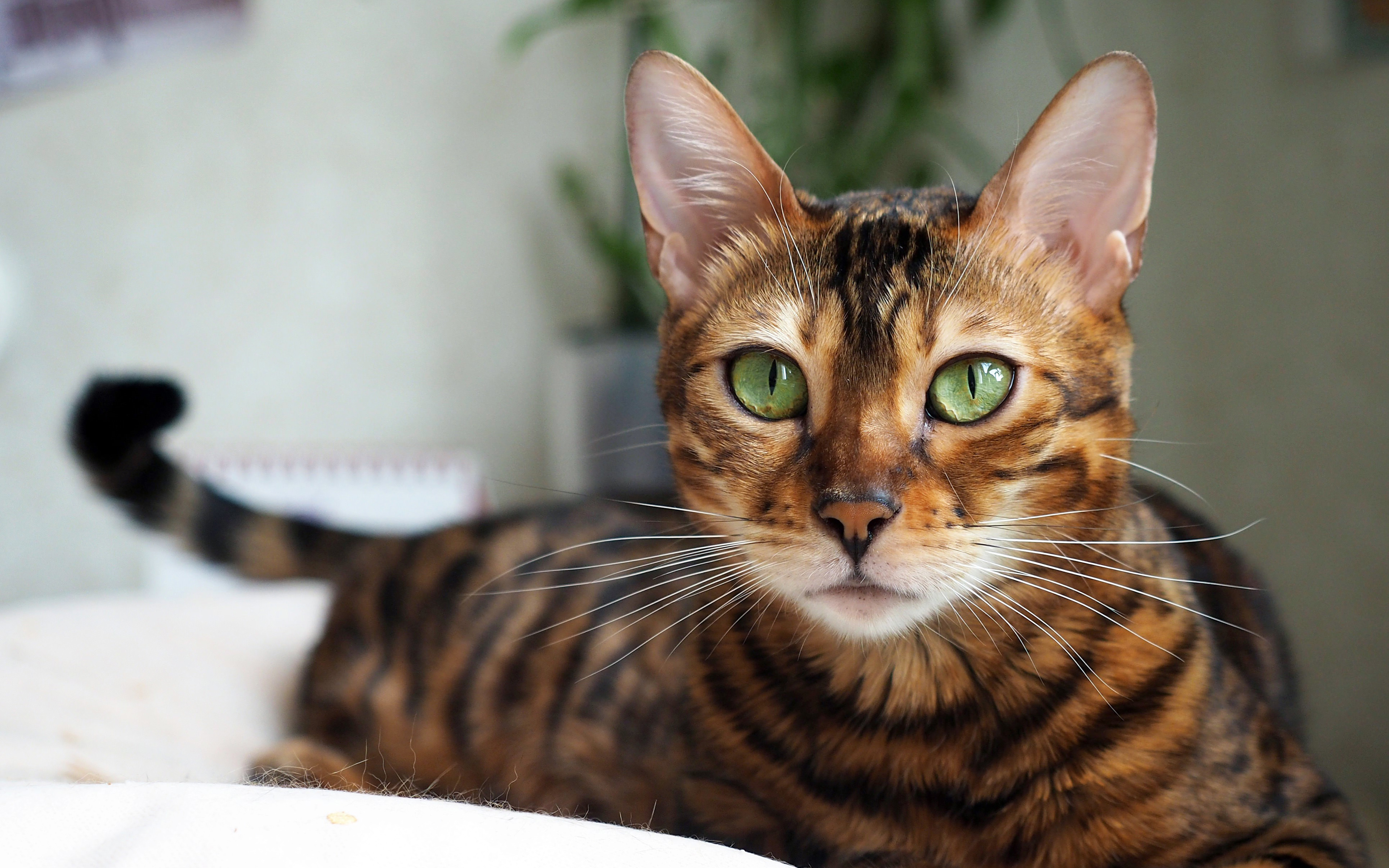 Bengal Cat Wallpapers