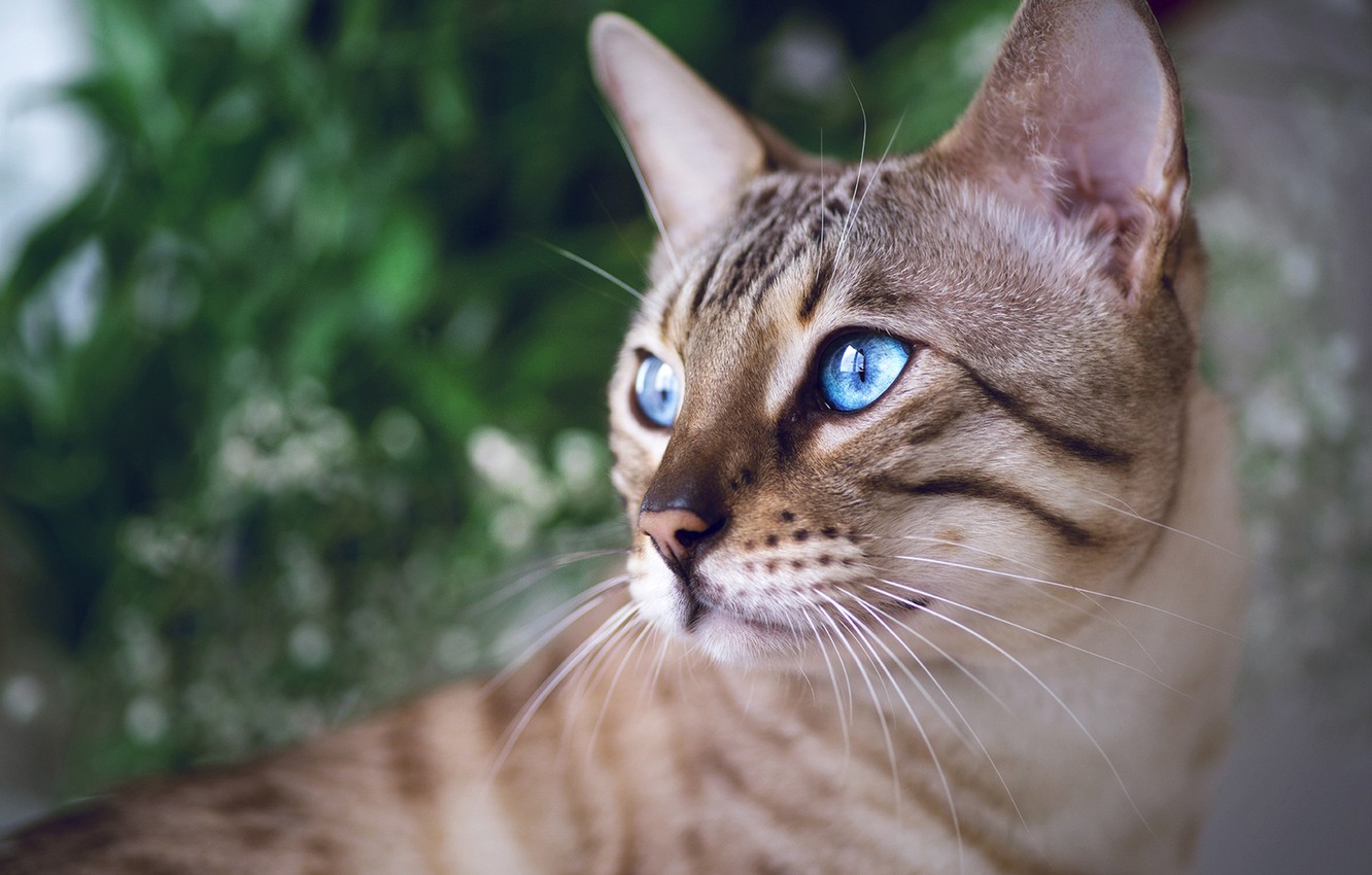 Bengal Cat Wallpapers