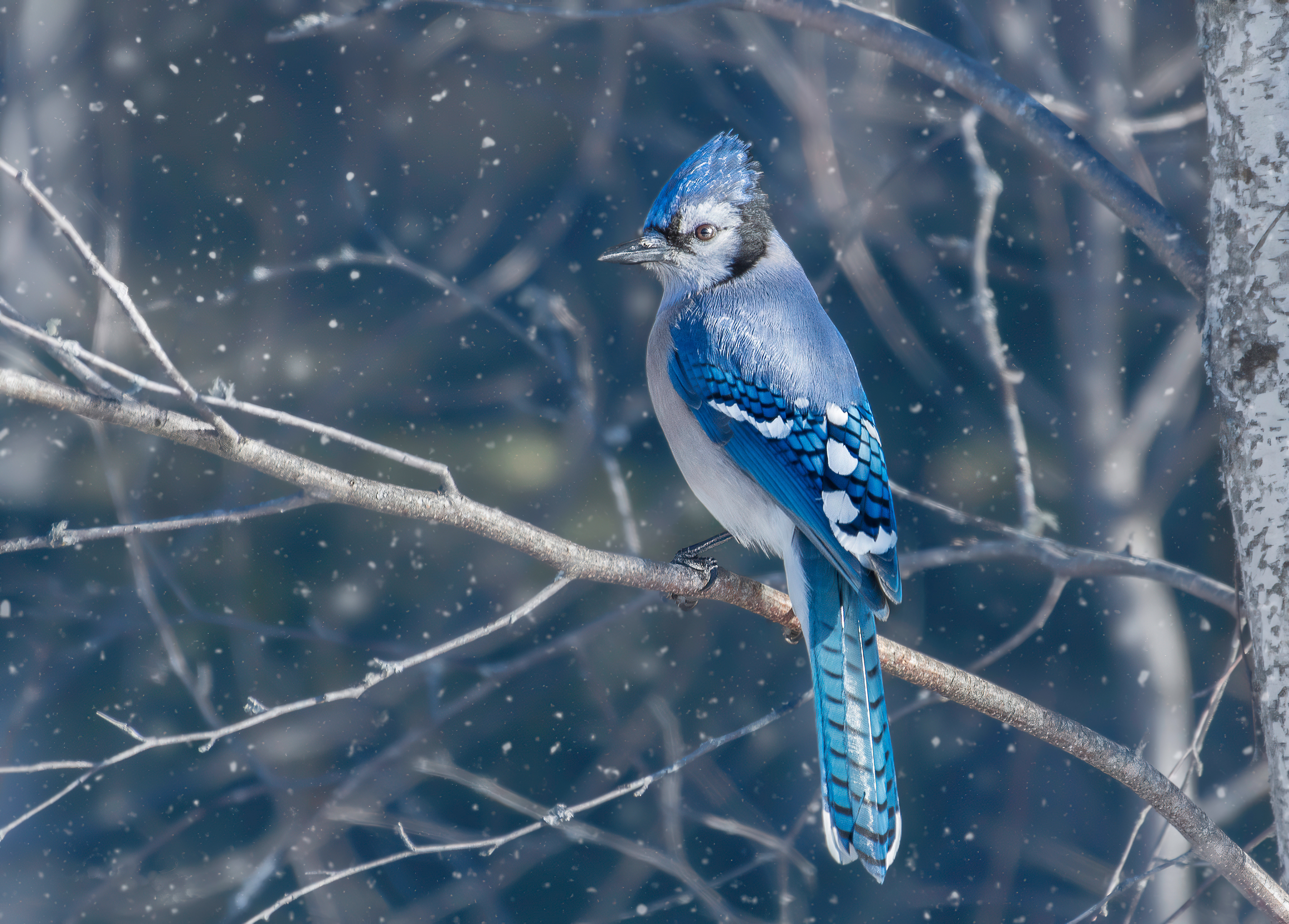 Blue Jay Wallpapers