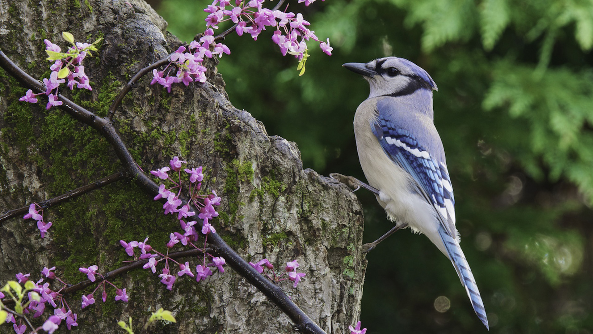 Blue Jay Wallpapers