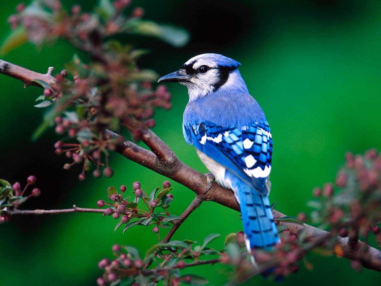 Blue Jay Wallpapers