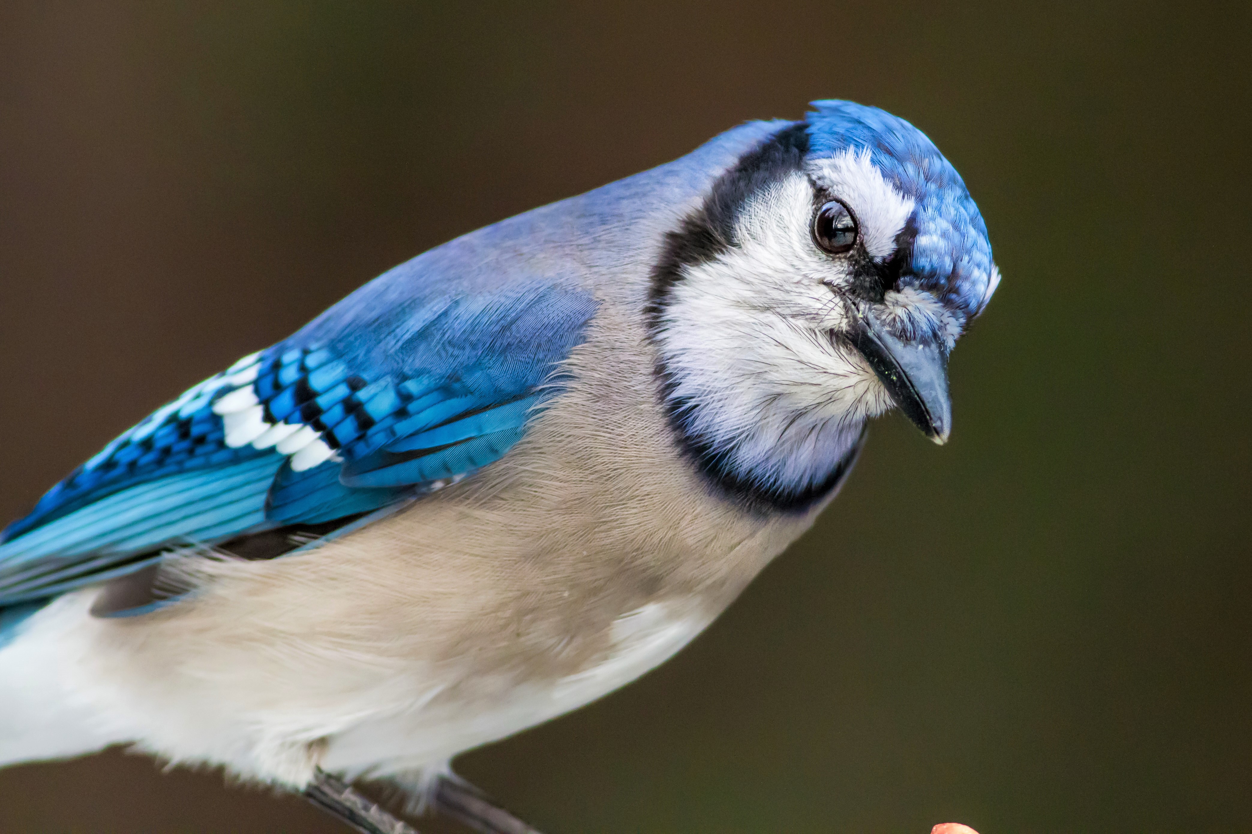 Blue Jay Wallpapers