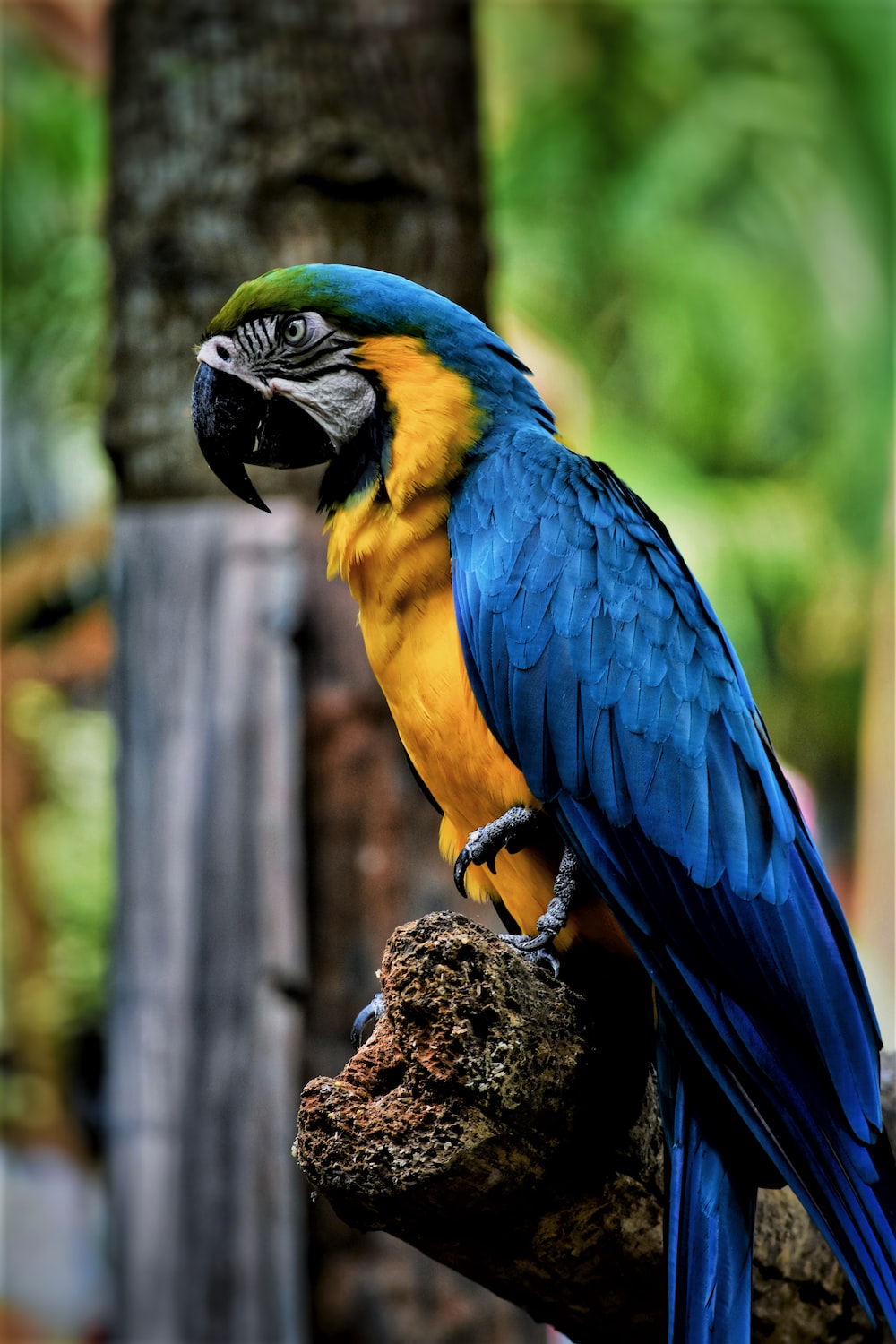 Blue-And-Yellow Macaw Wallpapers