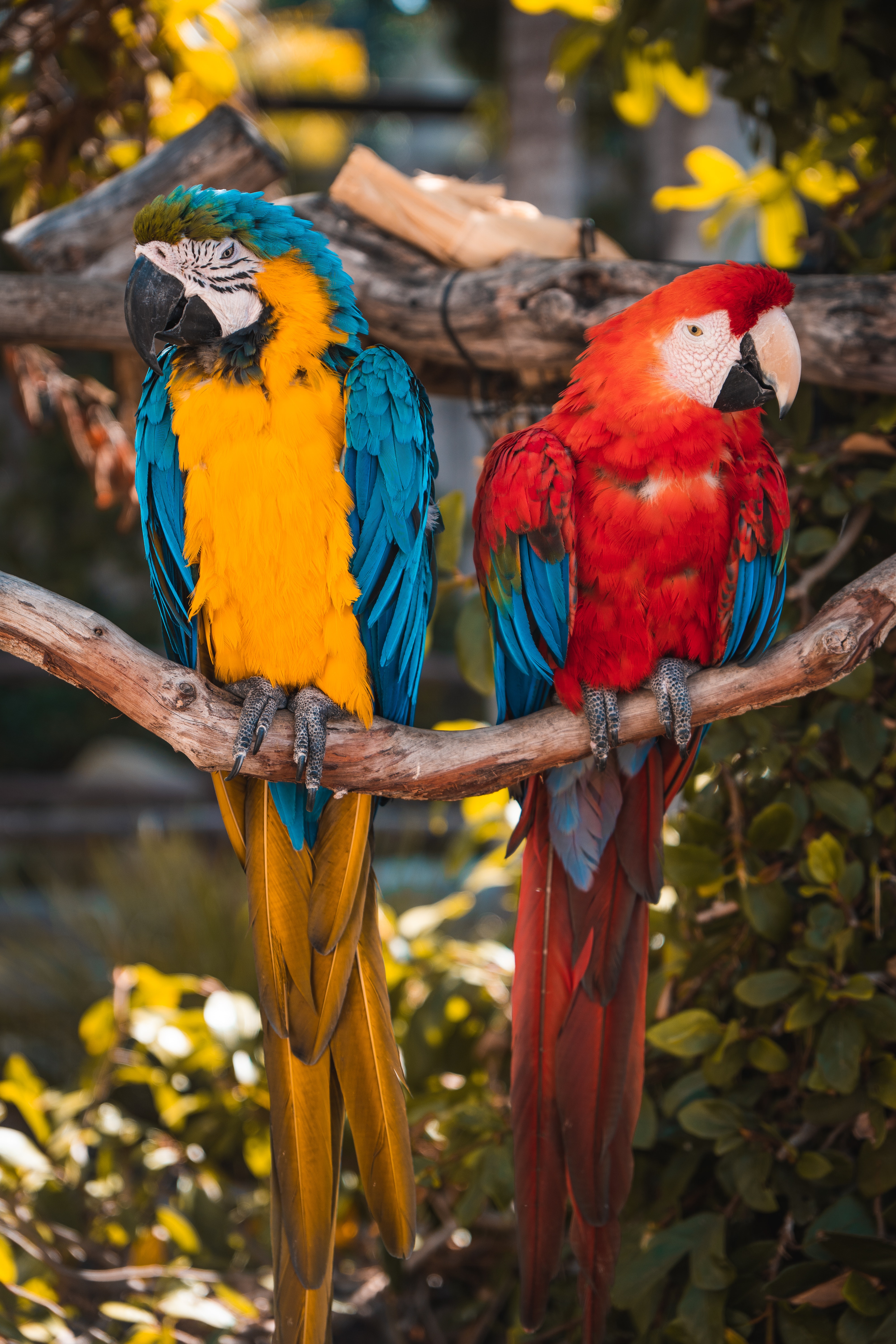 Blue-And-Yellow Macaw Wallpapers