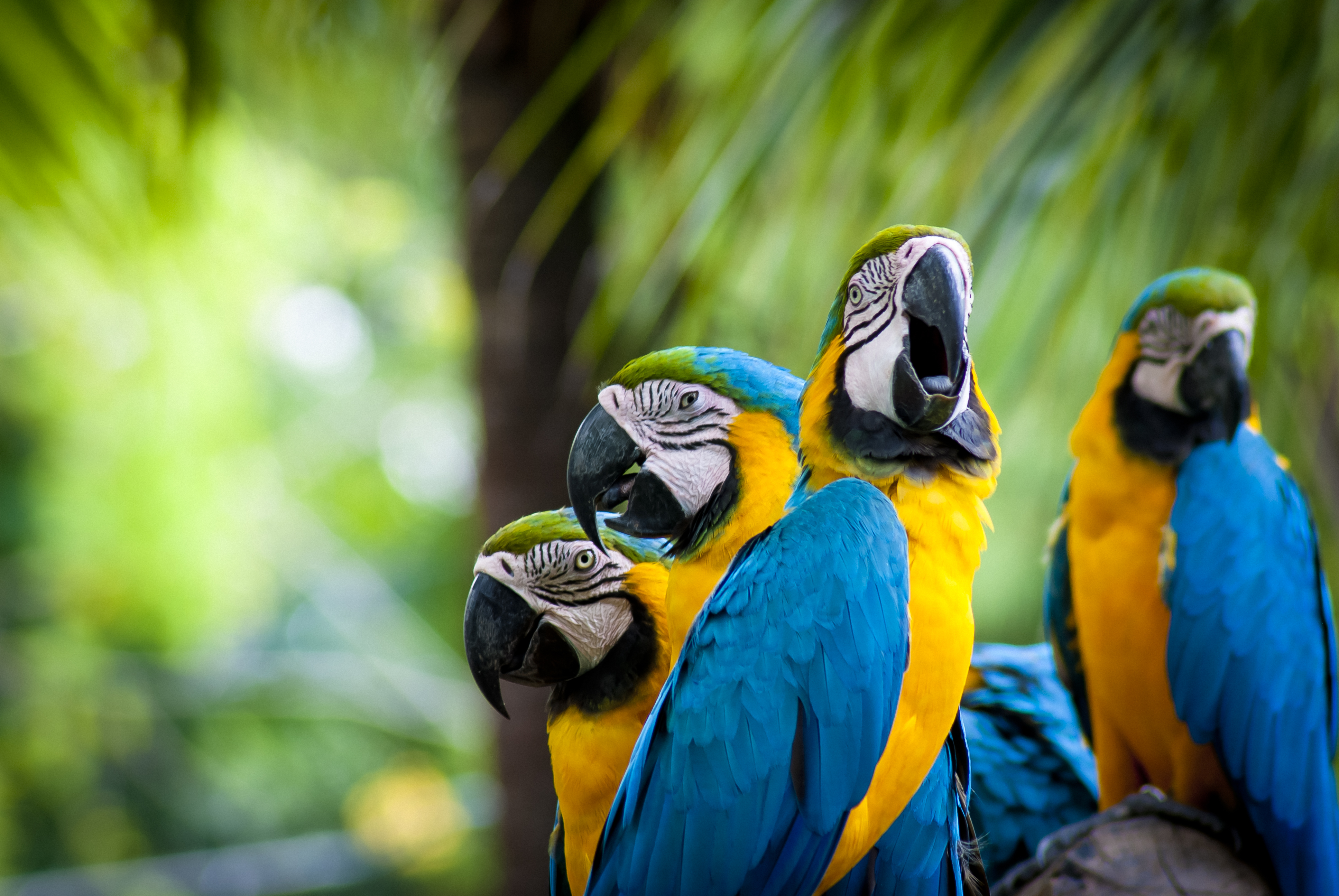 Blue-And-Yellow Macaw Wallpapers