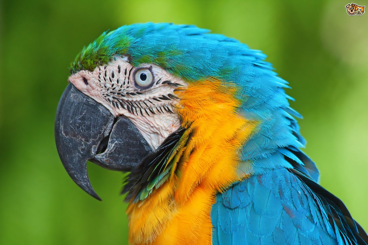 Blue-And-Yellow Macaw Wallpapers